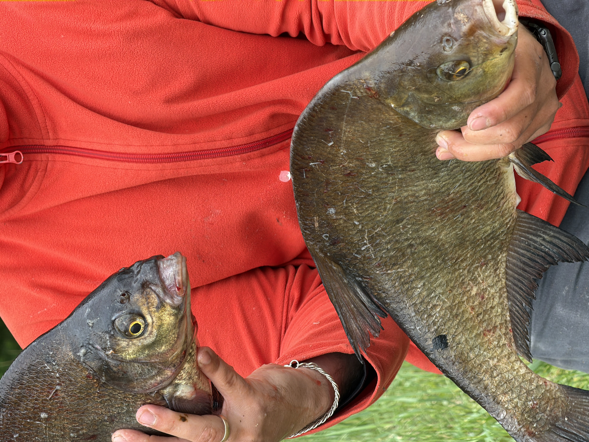 An overhead, close-up shot captures a person in a bright red fleece jacket holding two large freshwater fish, identified as bream. The person's forearms and hands are prominent, with one hand grasping the head of a fish, its mouth slightly open, and the other hand supporting a second fish by its tail section. Both fish exhibit dark, scaled bodies, golden-yellow eyes, and prominent fins.
The red fleece jacket features a visible red zipper running horizontally across the chest. Details on the person's hands include a silver twisted bracelet on one wrist, a silver ring on a finger, and a dark-colored wristwatch on the other wrist. The hands appear somewhat soiled, consistent with handling fish.
Patches of green grass are visible in the blurred background, indicating an outdoor, natural setting, likely near a body of water suitable for fishing, such as a river or lake in Chaikovsky, Russia. The scene is well-lit, suggesting it is daytime. No visible text is present in the image. The overall impression is one of a successful fishing catch.