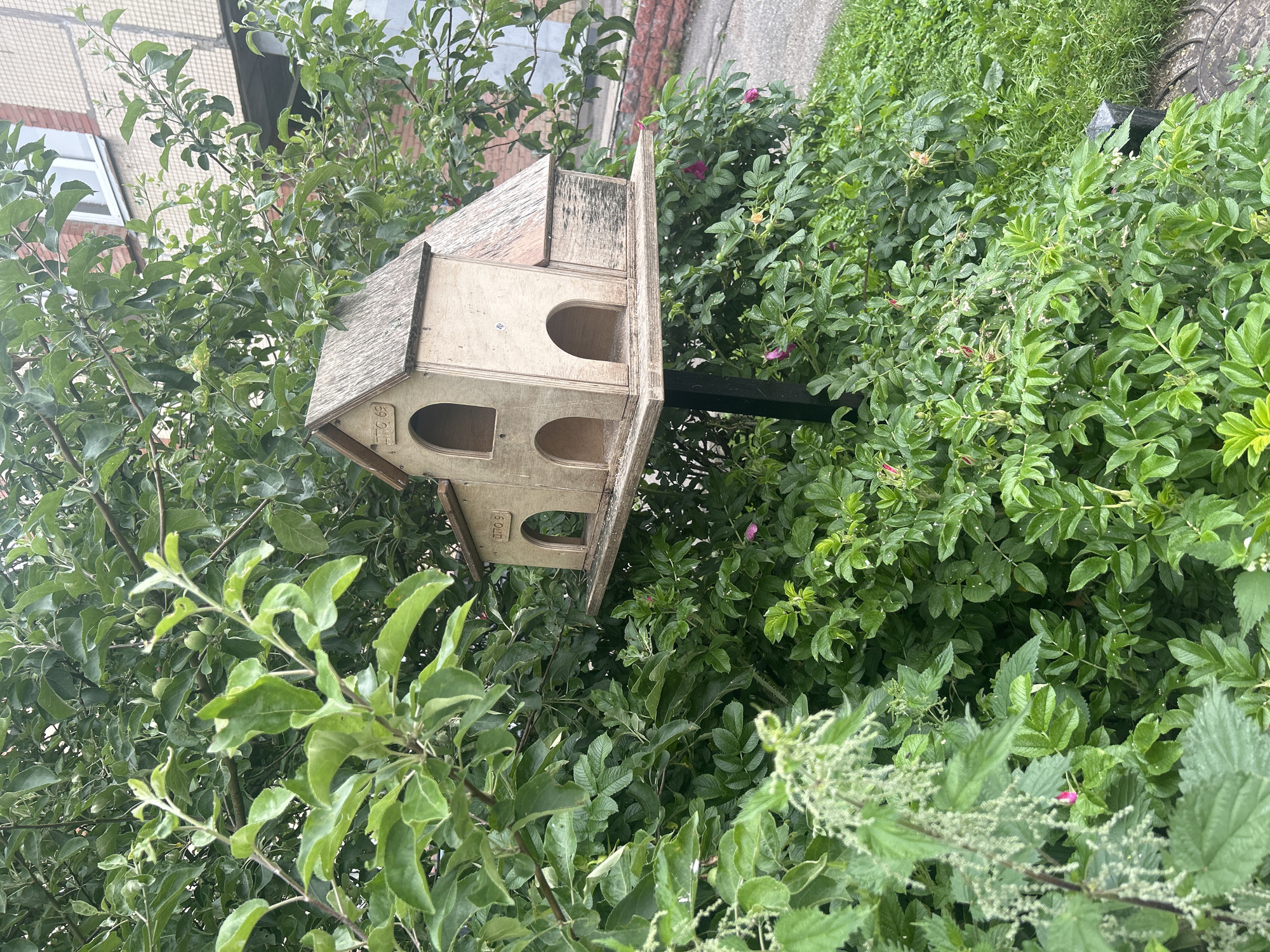 A wooden birdhouse, designed to resemble a miniature house with arched openings, is perched on a metal pole amidst dense green foliage. The birdhouse has a weathered appearance, with visible wood grain and some discoloration. It features two distinct sections, each with multiple arched entrances, suggesting it can accommodate several birds or offer separate compartments.
The surrounding vegetation is lush and varied, with broad green leaves and some smaller, more delicate foliage. There are hints of pink flowers interspersed within the greenery, adding a touch of color to the scene. The background reveals a building with a light-colored facade and some red brick accents, suggesting an urban or suburban setting. A portion of a window is visible on the building. The ground is covered with grass and what appears to be a paved area or sidewalk. The overall impression is one of a natural element integrated into a man-made environment. The birdhouse itself has markings that appear to be Cyrillic letters and numbers, possibly indicating a model or manufacturer.