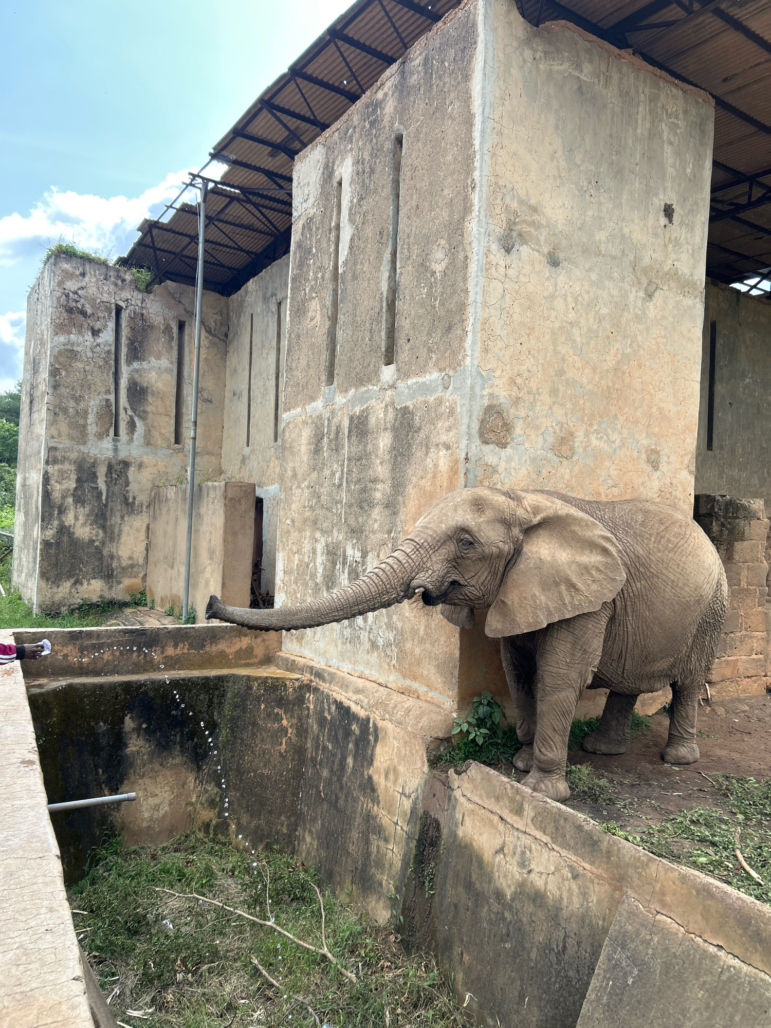 An adult elephant with a grey, wrinkled hide is positioned in the foreground, with its trunk extended towards a concrete basin filled with water, from which it is drinking. The elephant is standing in front of a partially constructed, weathered concrete building. This building has a corrugated metal roof supported by metal beams and features several rectangular openings. The surrounding environment includes dense green foliage and a cloudy sky. The scene appears to be an outdoor enclosure, possibly at an animal sanctuary or rehabilitation center in Jos, Nigeria, judging by the architectural style of the building and the natural vegetation. A person's hand, wearing a pink garment, is visible to the left, holding a white object near the water source.
