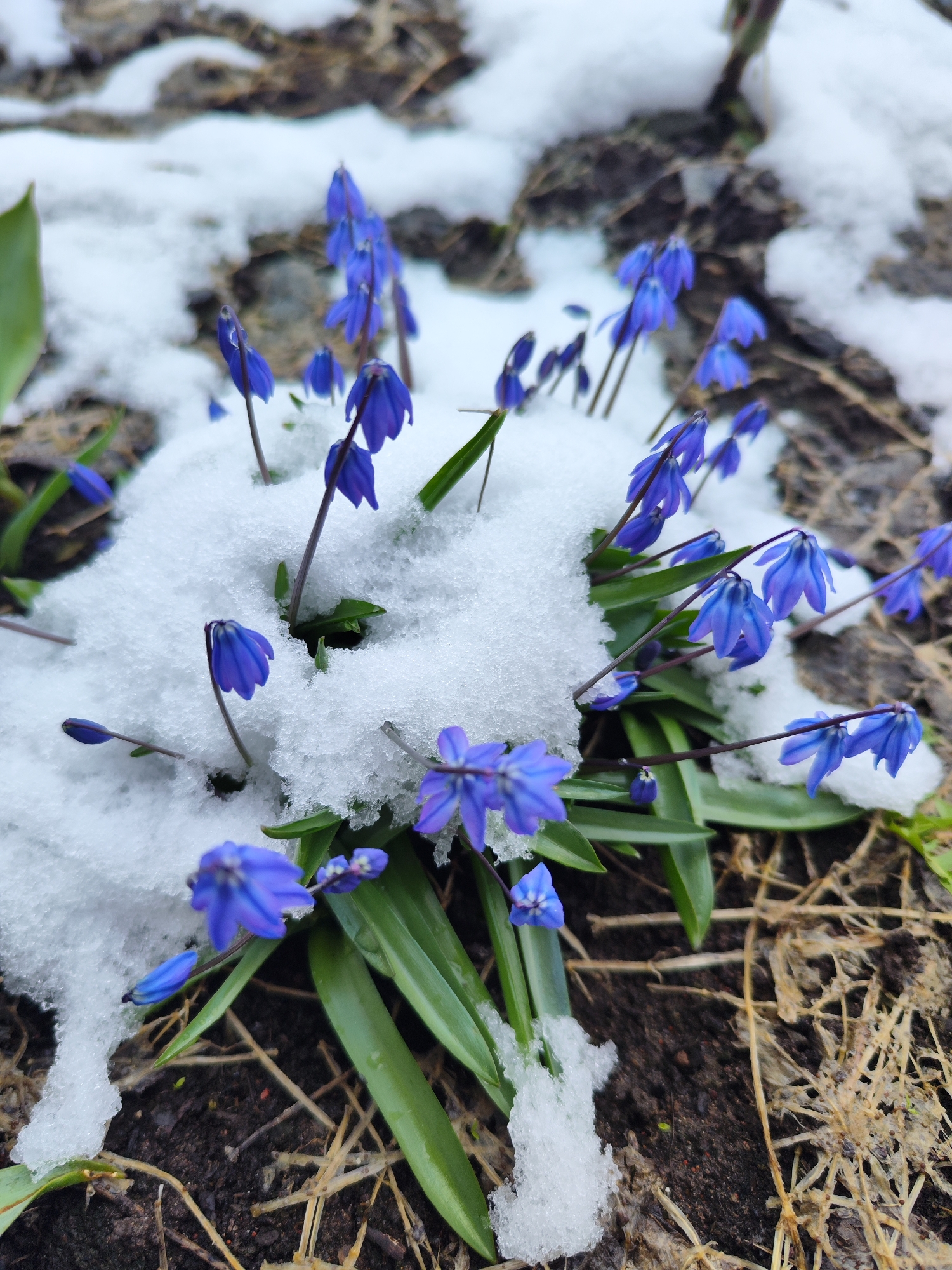 A close-up shot shows a cluster of blue Scilla flowers emerging from beneath a patch of melting snow. The flowers are in various stages of bloom, with some buds still closed and others fully open, revealing their six petals. Green leaves surround the flowers, providing a backdrop to the vibrant blue. The ground is a mix of dark soil and dead leaves, indicating a natural setting. The scene suggests early spring, where the flowers are one of the first to emerge after the snow melts. The location is in the city of Unknown, Unknown.
