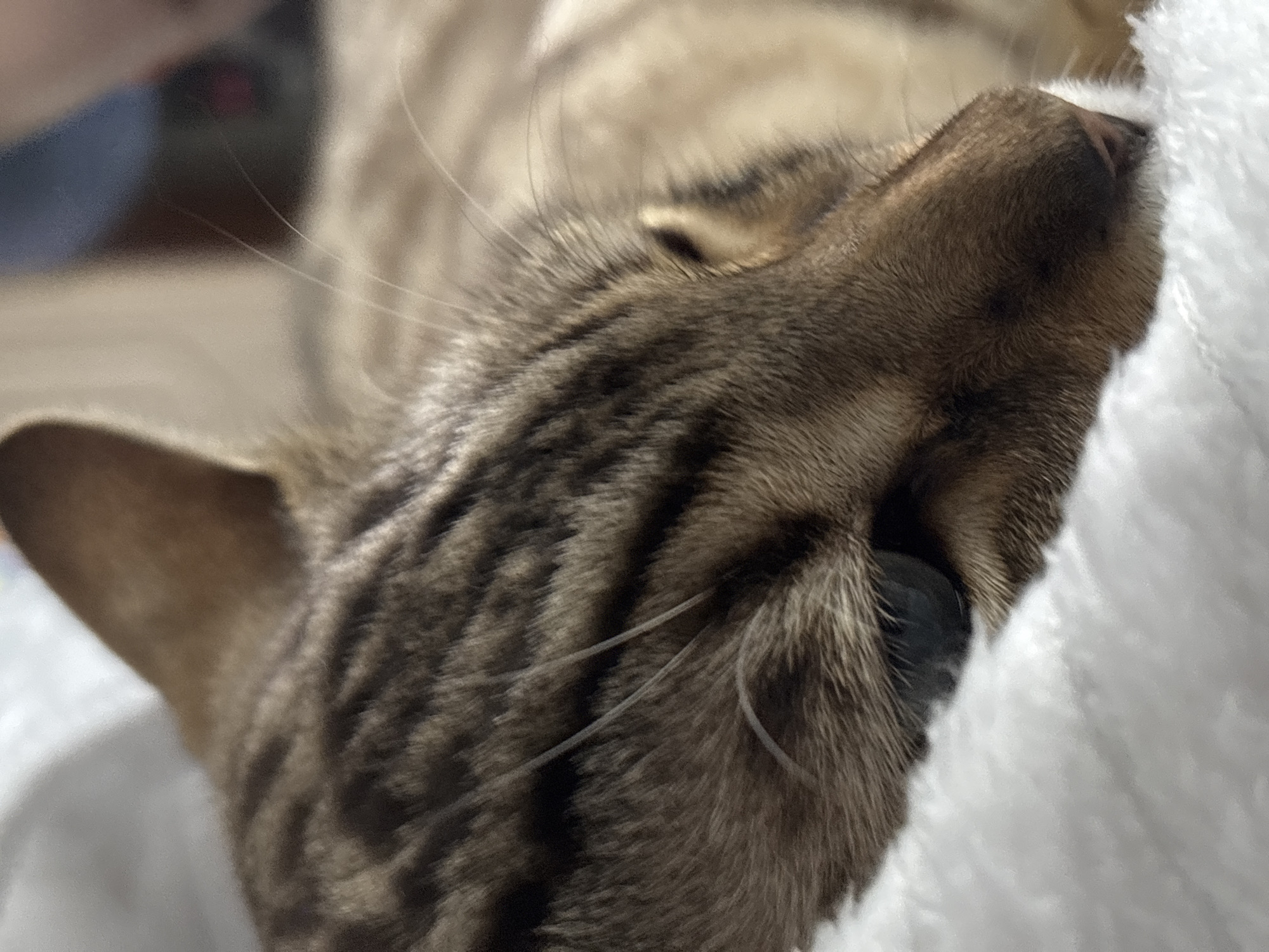 The image is a close-up, low-angle shot of a tabby cat's face, resting on a white, fluffy surface. The cat's fur is a mix of brown and black stripes, with a light tan undercoat. Its eye, visible on the left side of the frame, is dark with a hint of blue. The cat's nose and whiskers are also visible. The background is blurred, but appears to be an indoor environment. There is no indication of the city of Noviy, Russia, in the image.