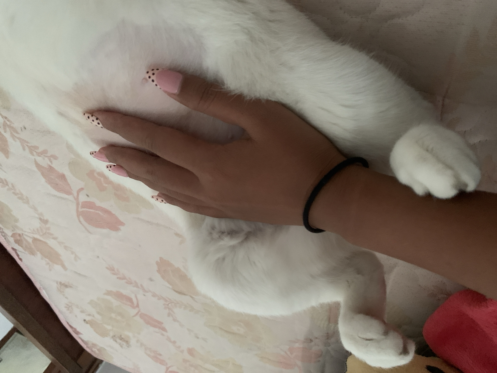 In Sukawati, Indonesia, a person's hand, adorned with pink and black dotted fingernails, rests on the white fur of a cat. The cat is lying on a bed with a floral patterned bedspread in soft pink and beige tones. The scene is shot from a close-up perspective, focusing on the interaction between the hand and the cat.