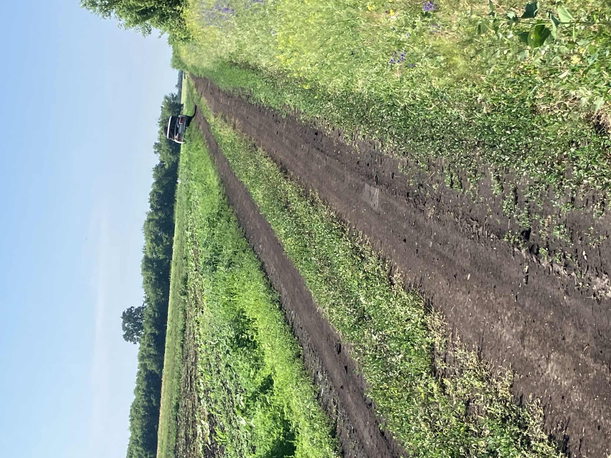A dirt road runs through a field in Molodizhne, Ukraine. The road is flanked by green grass and vegetation. A dark-colored car is parked on the side of the road. The sky is clear and blue.