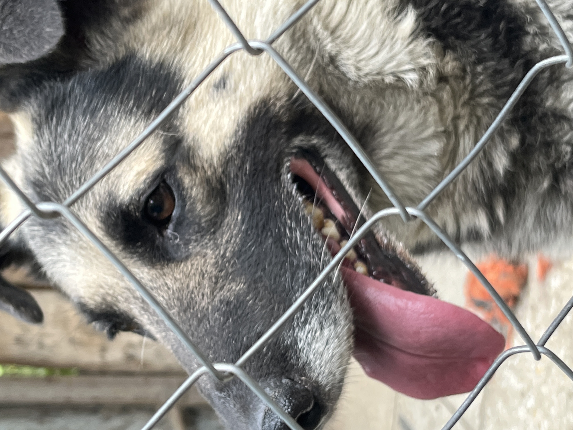This is a close-up, low-angle shot of a dog's face, viewed through a chain-link fence. The dog appears to be a German Shepherd or a similar breed, with grey, black, and white fur. The dog's head is tilted, and its mouth is open, revealing its tongue and teeth. The tongue is a vibrant pink and hangs out of its mouth. The dog's eye, a deep brown, is visible and seems to be looking towards the camera. The fur around its face is detailed, showing individual strands of hair. The fence is prominent in the foreground, with its metal wires creating a grid pattern across the image. In the background, out of focus, there are some wooden structures and what appears to be a pale, textured surface. There are also hints of orange in the background, possibly belonging to an object or another animal. The lighting suggests it is daytime, and the overall scene implies the dog is in an enclosed area, like a kennel or yard. There is no visible text in the image.