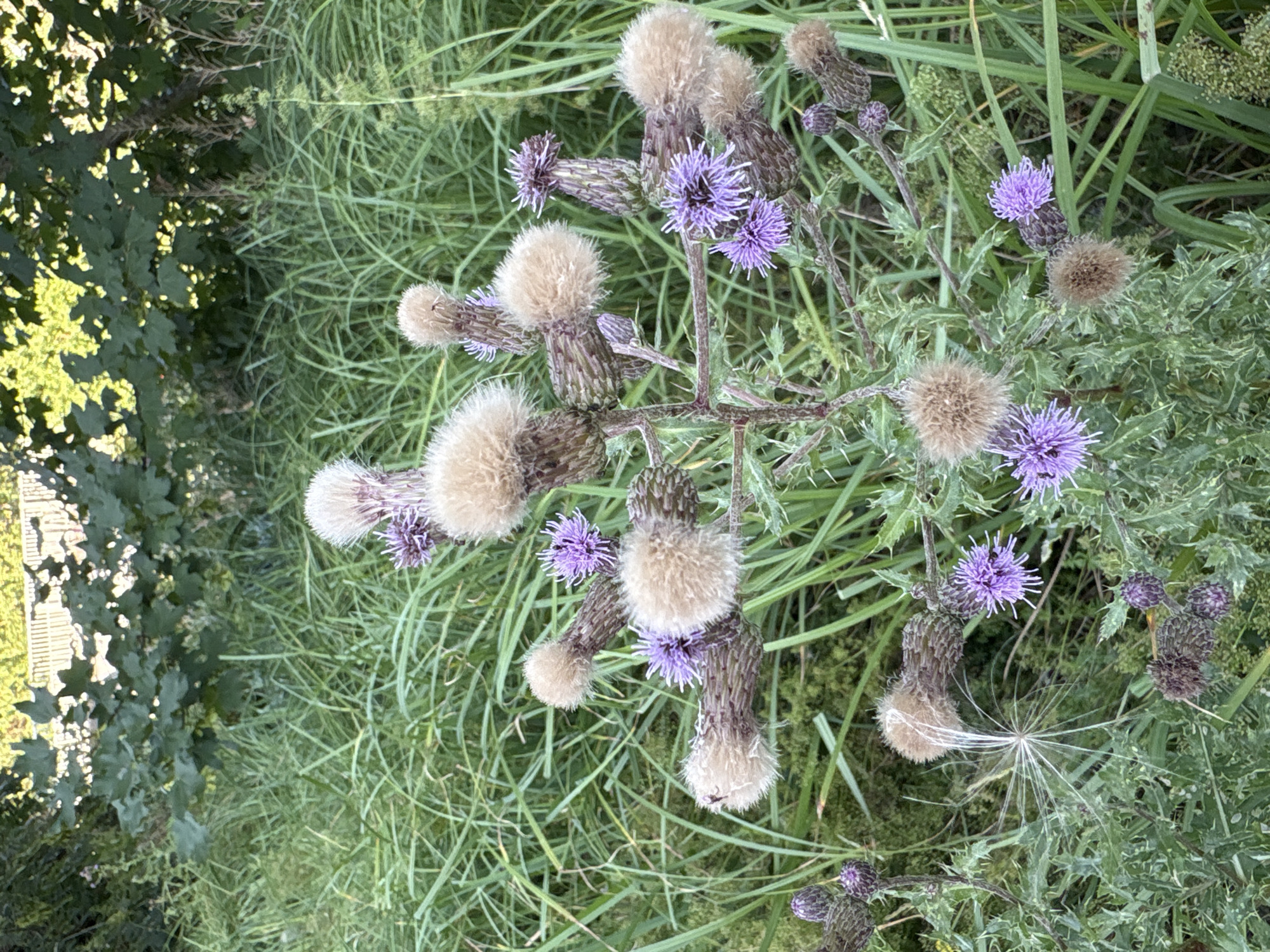 A close-up, eye-level, full shot captures a flowering thistle plant with purple blossoms and fluffy seed heads set against a backdrop of lush green grass and dappled foliage in Chelmsford, United Kingdom. The thistle's thorny stems and prickly leaves are visible, with several flower buds also present. The environment suggests an outdoor, natural setting, possibly a field or garden area. No people or animals are present in the image. The lighting indicates it is daytime.