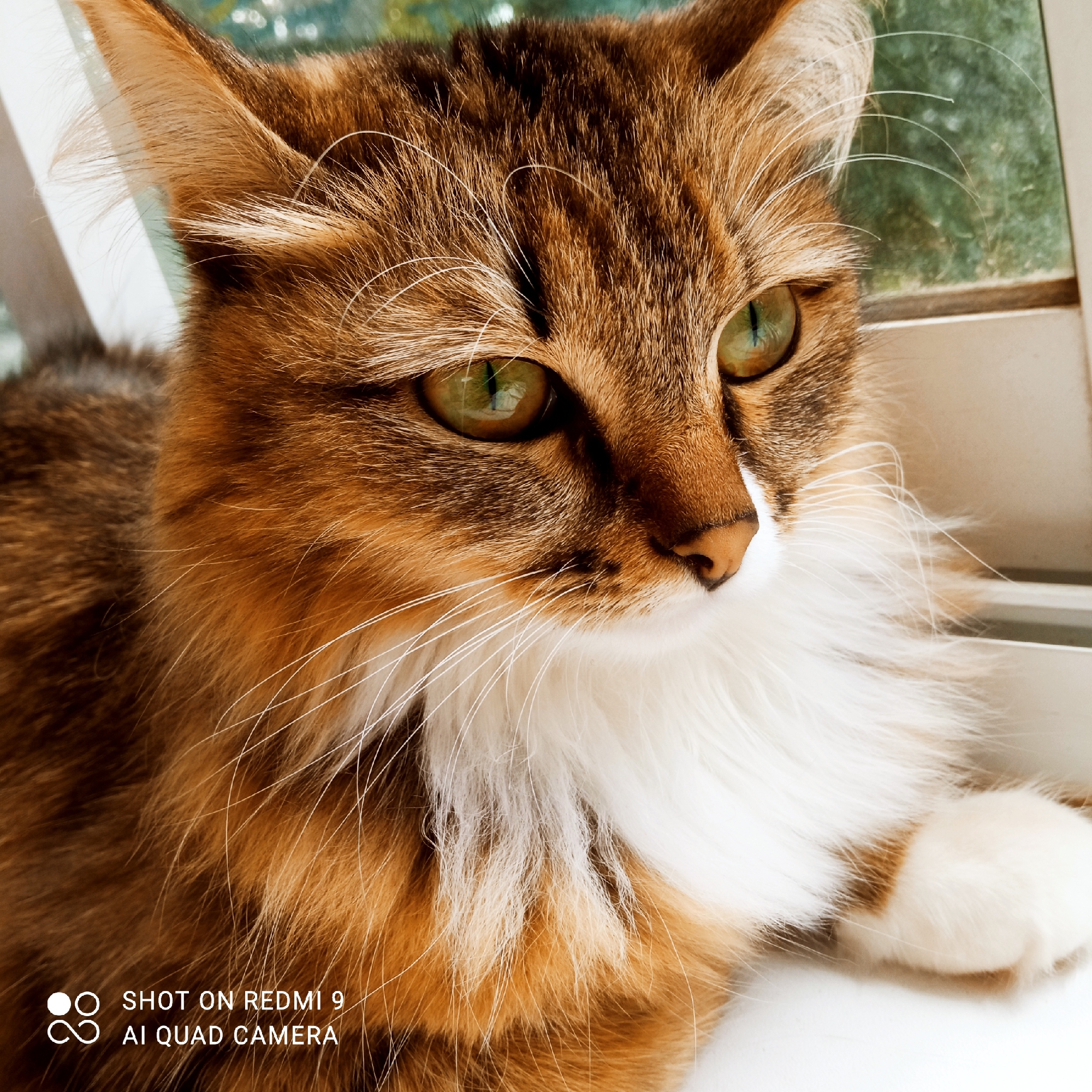 A close-up, eye-level photograph shows a fluffy cat with striking green eyes and a mix of brown, black, and white fur. The cat is positioned in the foreground, looking to the right of the frame. Its fur is detailed, with fine white whiskers extending from its muzzle. The cat's right paw, a fluffy white, is visible in the lower right corner. The background is blurred, suggesting a window with a green, slightly out-of-focus view, possibly indicating an indoor setting near a window. The bottom left corner of the image features a watermark that reads "SHOT ON REDMI 9 AI QUAD CAMERA". There are no people or other animals present. The scene does not provide any information about the specific location within the city of Chaikovsky, Russia, or any indication of its urban environment.