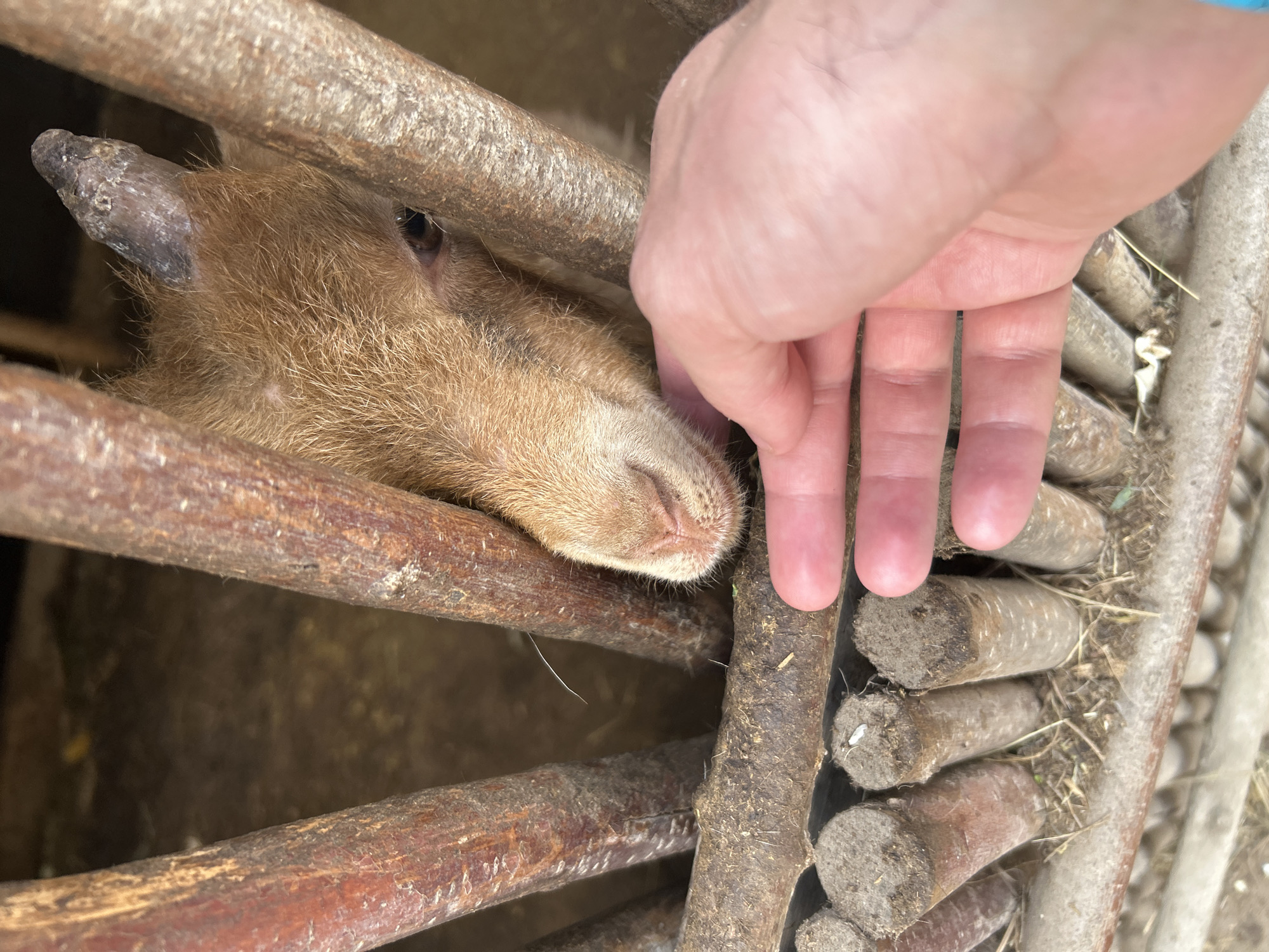 A close-up shot captures a young goat's head peering through the wooden bars of an enclosure. The goat has light brown fur, a pinkish nose, and a small, dark horn on its head. Its dark eye is visible. A person's hand, with fingers extended, is reaching towards the goat, almost touching its nose. The enclosure appears to be made of rough wooden poles and planks, with dirt and straw on the ground. The setting is outdoors, with natural lighting.