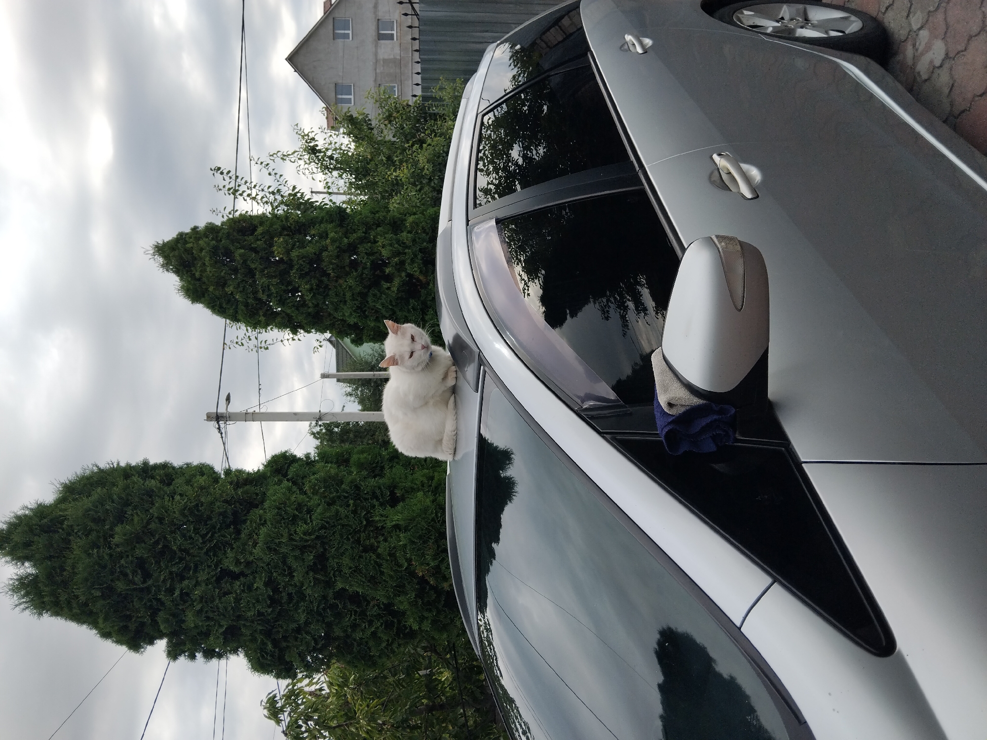 A white cat is perched on the roof of a silver station wagon parked outdoors. The cat is facing towards the viewer with its head slightly tilted. The car has tinted windows and a dark fabric is placed near the side mirror. In the background, there are tall evergreen trees, a power pole with wires, and a residential building. The sky is cloudy. The scene appears to be in a residential area, potentially in the city of Zhytomyr, Ukraine.