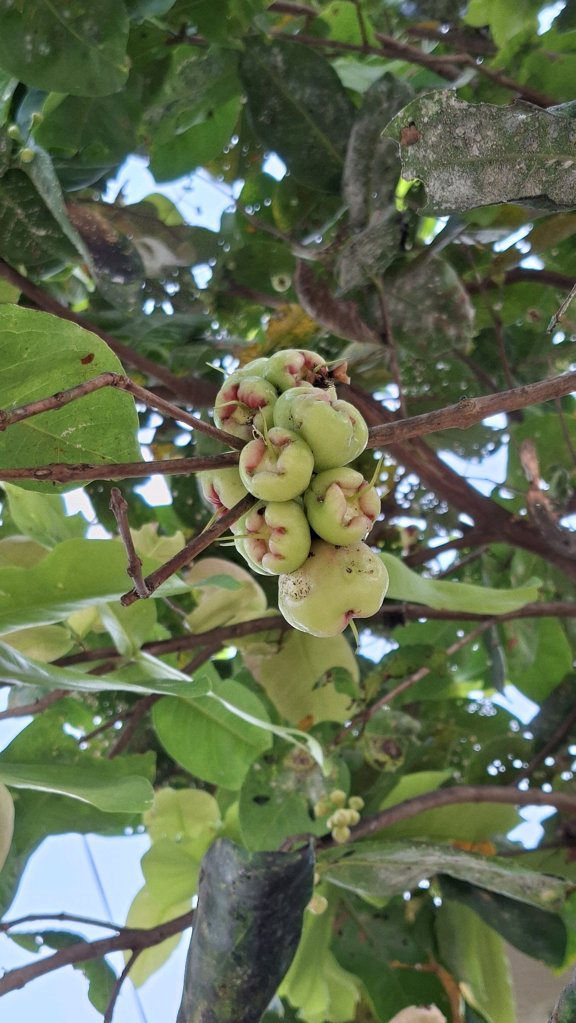 A cluster of unripe, light green rose apples hangs from a thin branch on a tree, surrounded by lush green leaves. The rose apples are bell-shaped with pink blush at their tips. Some of the leaves show signs of wear, with some holes and white powdery residue. Small water droplets are visible on some of the leaves. The sky is visible through the foliage in the background, with patches of blue and white. This scene likely depicts a fruit-bearing tree in a garden or park in Palembang, Indonesia, a city known for its tropical climate and abundant fruit trees.