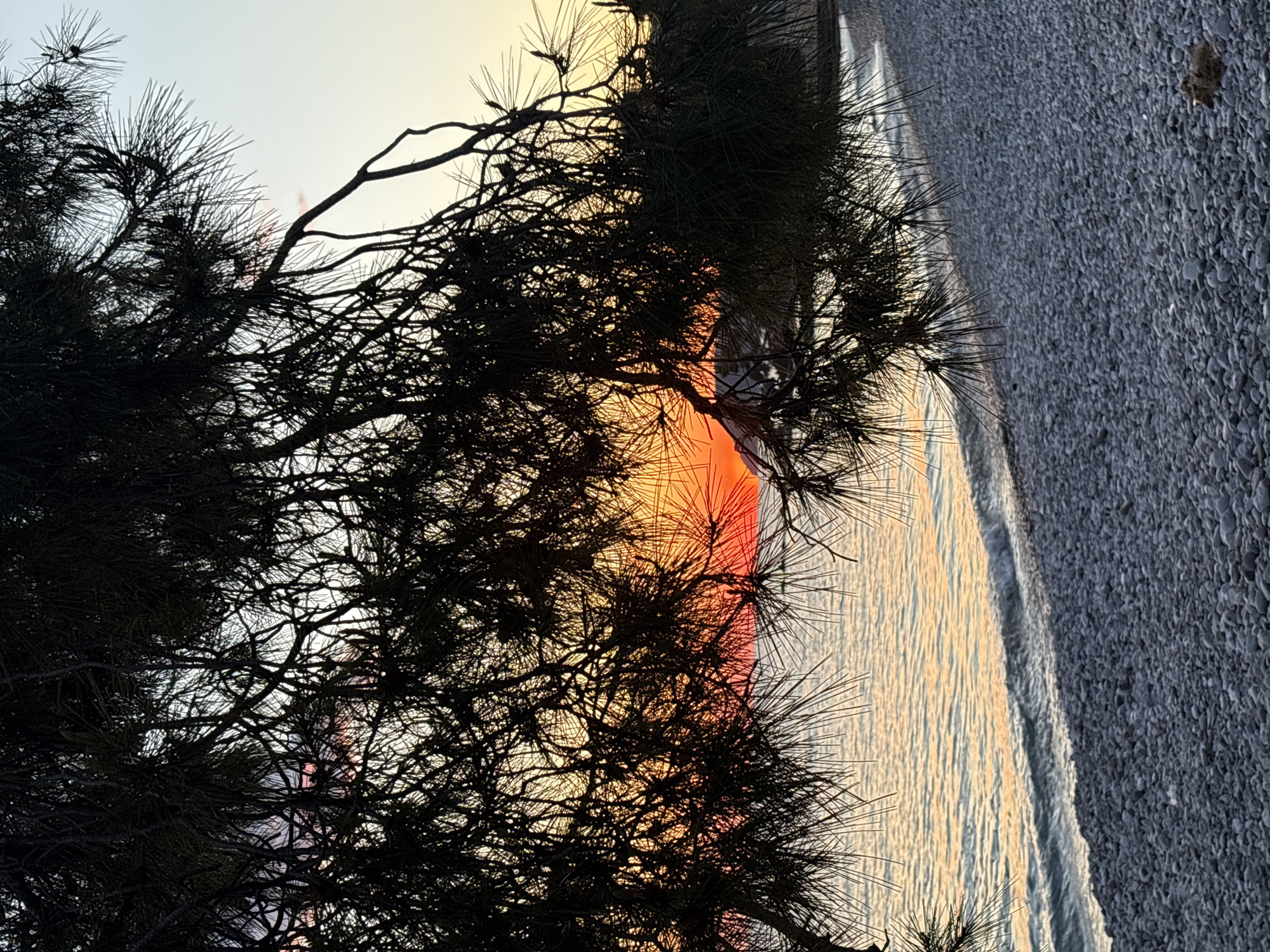 The photograph, taken horizontally, captures a sunset scene in Bar, Montenegro, likely near the coast. The foreground is dominated by the silhouette of a coniferous tree, its branches and needles densely obscuring much of the view. The sun, appearing as a vibrant orange and red orb, is partially visible through the tree branches, reflecting onto the calm water of the sea. The sky is a gradient of light yellow to pale blue near the horizon, indicating the time of day. To the right, a pebbled beach is visible, suggesting a coastal location. The overall composition evokes a tranquil, natural setting, with the tree acting as a frame for the vivid sunset.
