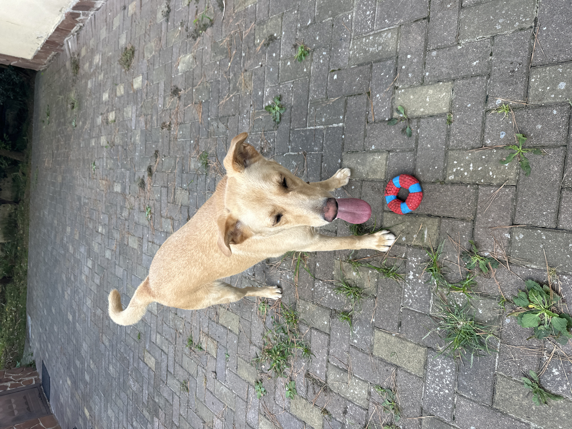 A light brown dog stands on a paved patio, panting with its tongue out, next to a red and blue ring toy. The dog is facing the camera, with its head slightly lowered and its eyes partially closed. The patio is made of rectangular grey pavers, with patches of green grass and scattered pine needles. In the background, a wall with a reddish-brown brick border and a light-colored section is visible, along with some greenery. The scene appears to be outdoors, in a residential area. The question about the city of Sochi, Russia is not supported by any visual evidence in the image.