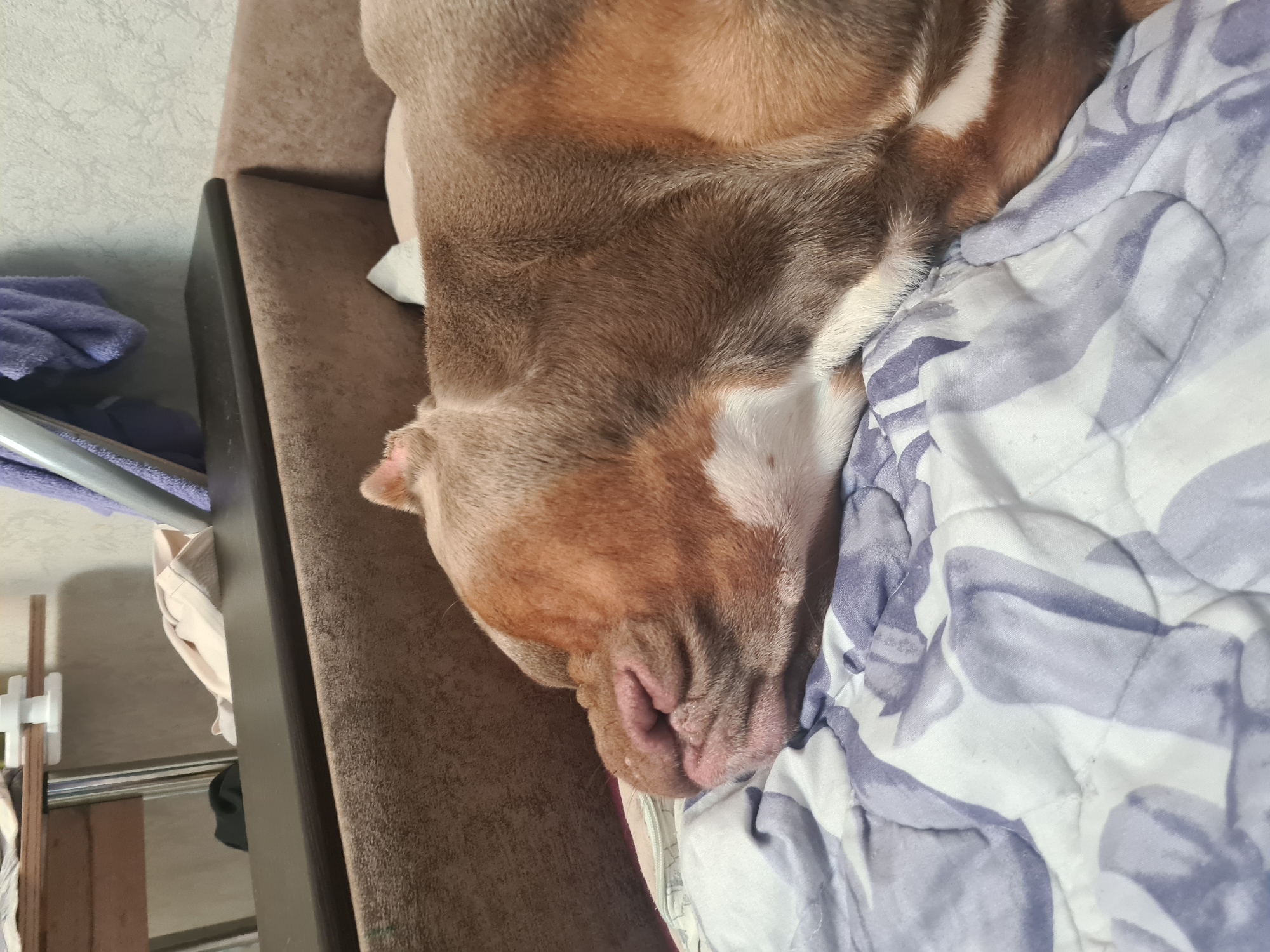 The image shows a close-up of a dog sleeping on a brown sofa. The dog has light brown and white fur and is curled up on a white and purple floral patterned blanket. The dog's head is resting on the blanket, and its eyes are closed. The background is slightly blurred, but a textured wall and some shelving can be seen. The lighting suggests it is daytime. The overall scene is peaceful and depicts a resting dog.