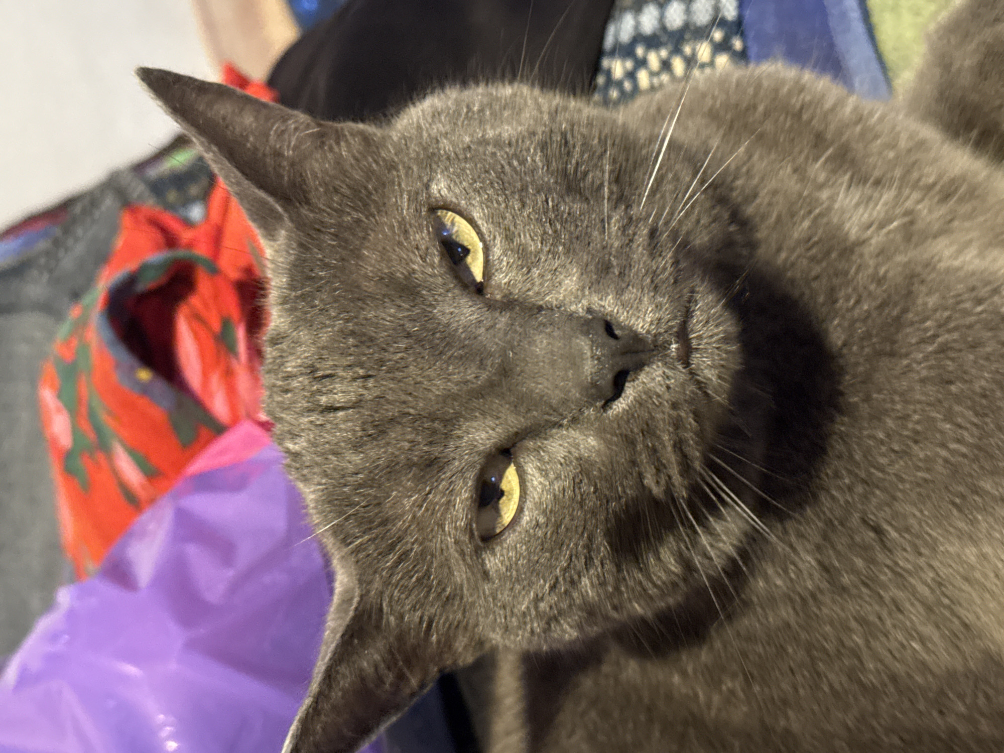 This is a close-up, low-angle shot of a grey cat resting on a surface, likely indoors. The cat's head is turned towards the camera, and its golden eyes are partially closed, conveying a relaxed or sleepy emotion. Its fur is short and dense, and prominent white whiskers fan out from its muzzle. The background is a blur of colors and textures, including what appears to be a red fabric with a green pattern and a shiny purple surface, possibly plastic. The overall lighting suggests it is daytime, with some artificial light contributing to the scene. The context of Starokhalilovo, Russia, provides a geographical reference but no specific visual cues are apparent in the image itself to confirm the location. No text is visible in the media file.