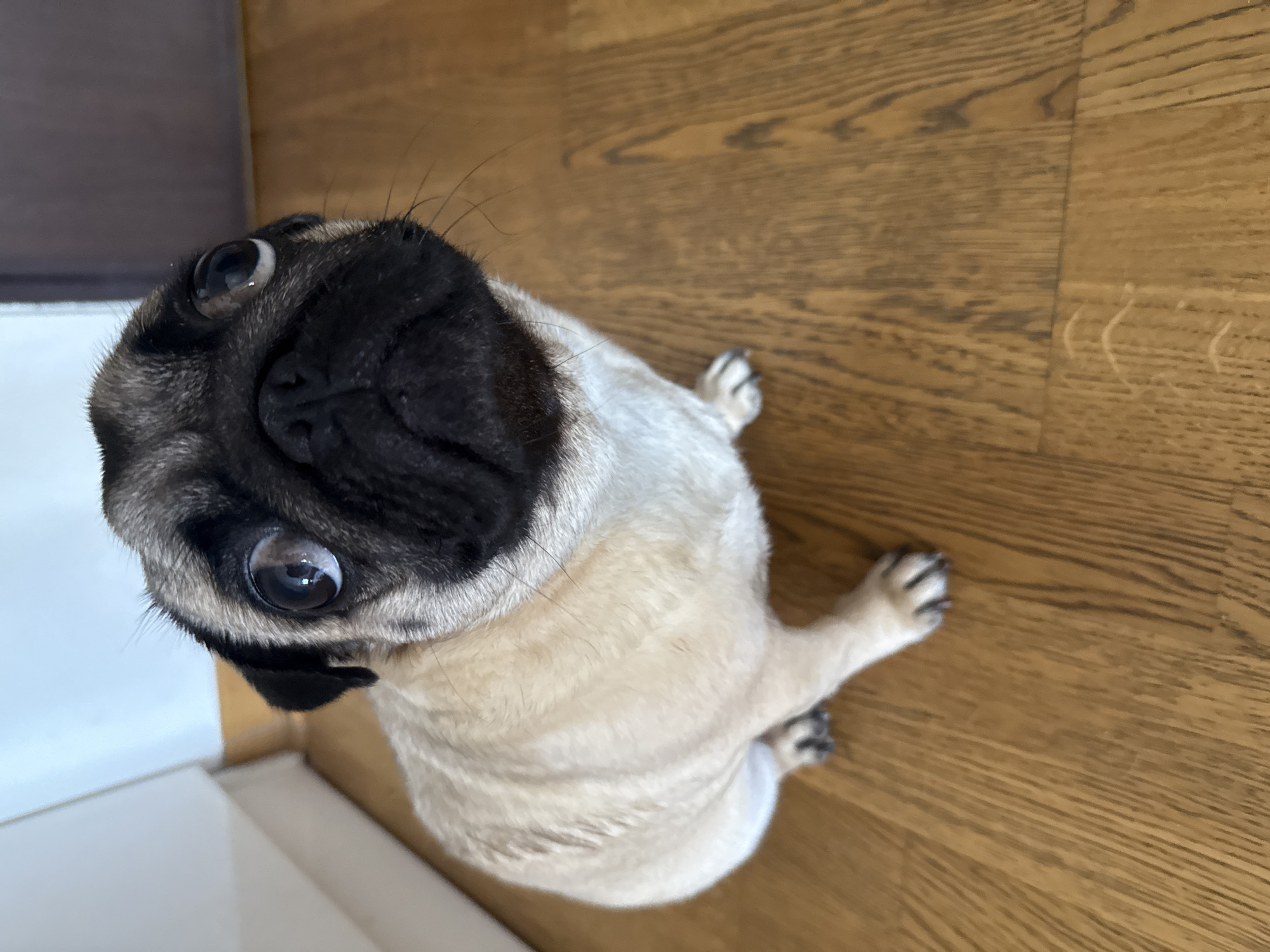 A fawn-colored pug sits on a wooden floor, looking up at the camera. The pug's face is mostly black, with large, round, dark eyes and a wrinkled snout. Its ears are small and floppy. The pug is facing slightly to the left of the camera. The background is blurred but appears to be an indoor setting, with a white cabinet or wall on the left and a darker surface on the right. The lighting is natural, coming from the left.