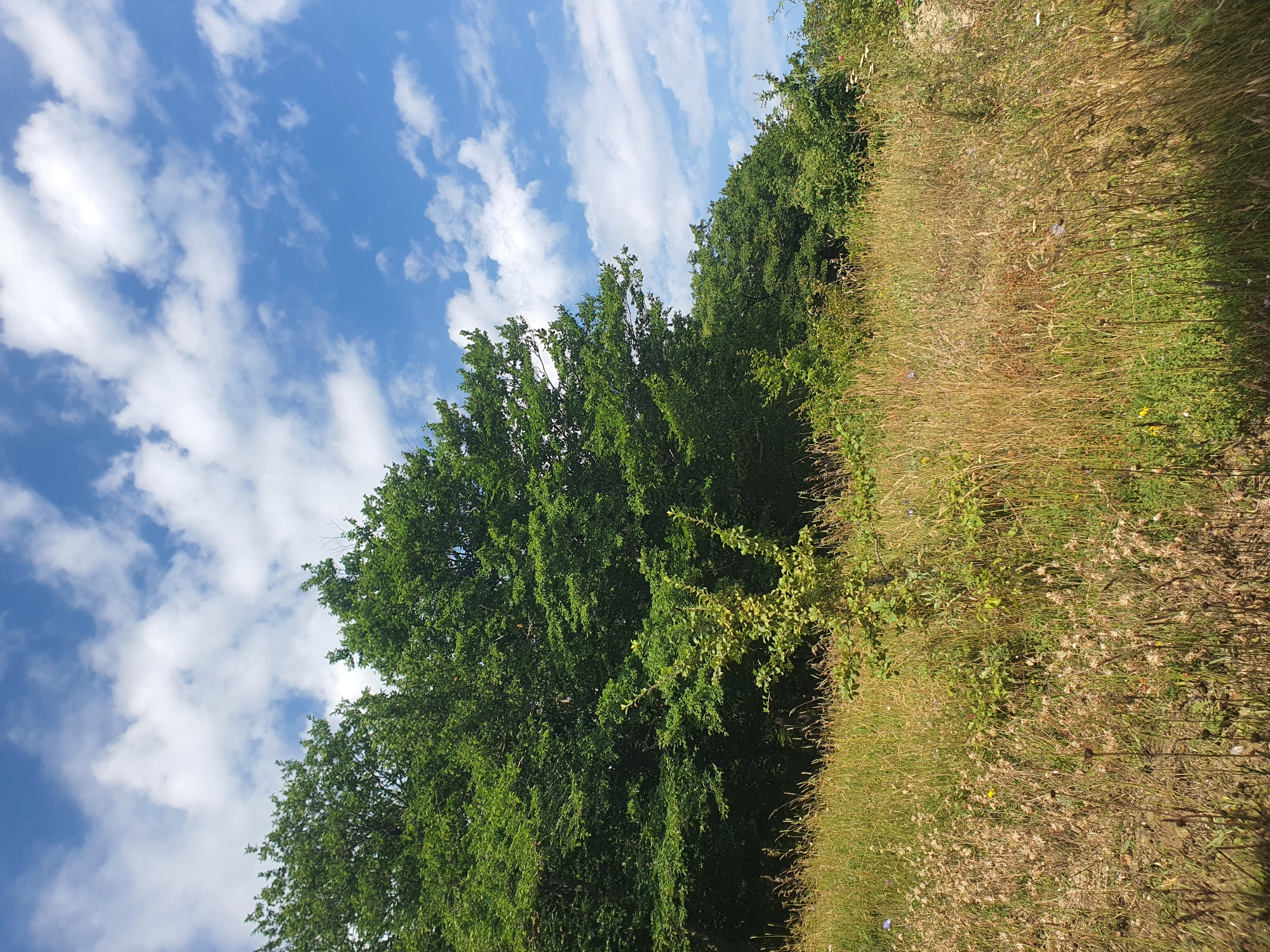 The image depicts a sunny day in a natural environment. In the foreground, a field of tall, dry grass and wildflowers is visible, with a small, leafy green bush in the center. Behind the field, a dense line of trees forms a dark green wall. Above the trees, a bright blue sky is filled with fluffy white clouds. The scene suggests a rural or park-like setting, possibly on the outskirts of Mukhatskaro, Georgia, given the lush vegetation and open sky. There are no people or animals present in the image, and no specific actions or interactions are depicted. The overall impression is one of a peaceful, natural landscape bathed in sunlight.