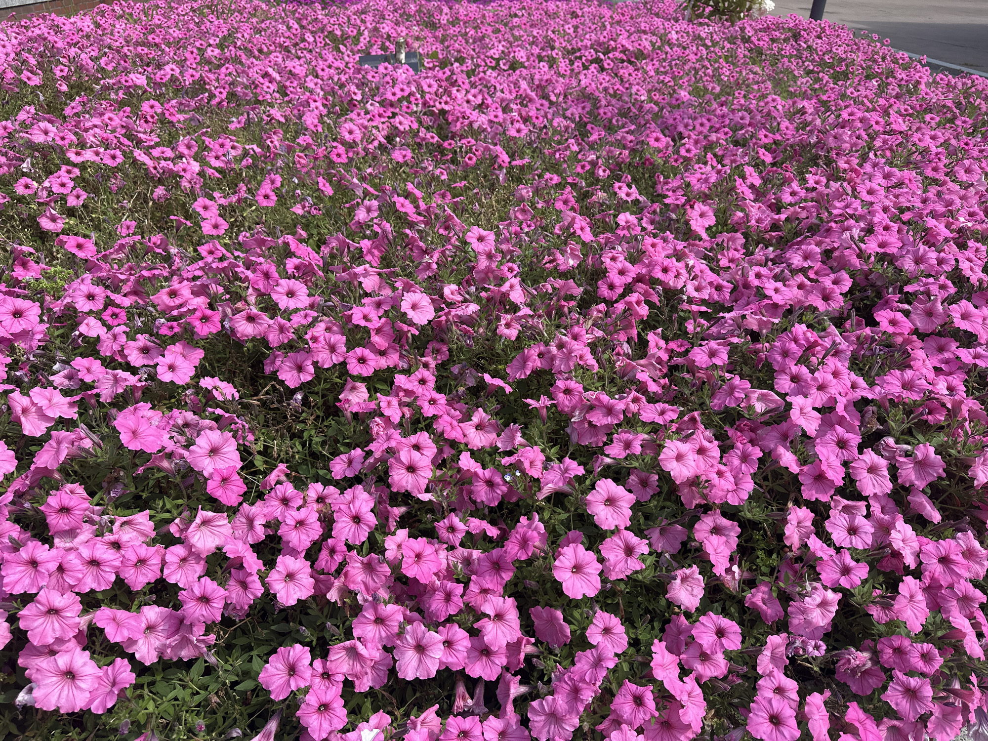 The image depicts a dense planting of vibrant pink petunias covering a large ground area. The flowers are in full bloom, with their trumpet-shaped corollas facing various directions. The background is softly blurred, suggesting the image was taken with a shallow depth of field. Some green foliage is visible between the flowers, providing a contrast to the bright pink petals. The scene appears to be outdoors, possibly a park or garden area, and the lighting indicates it is daytime. There are no people or specific landmarks identifiable that would directly pinpoint a location in Pruszcz Gdański, Poland. The overall impression is one of abundant floral growth and natural beauty.