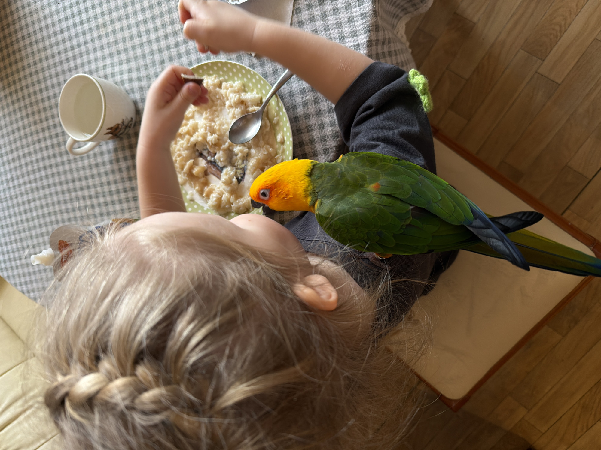 A blonde child with a braid is sitting at a table with a green and white checkered tablecloth in what appears to be a domestic setting. The child is eating a bowl of cereal with a spoon. Perched on the child's shoulder is a brightly colored parrot with yellow and green feathers. A white mug is on the table near the child's plate. The table and chair are on a wooden floor. The image was taken indoors. There is no verifiable information to indicate the location is Khimki, Russia.