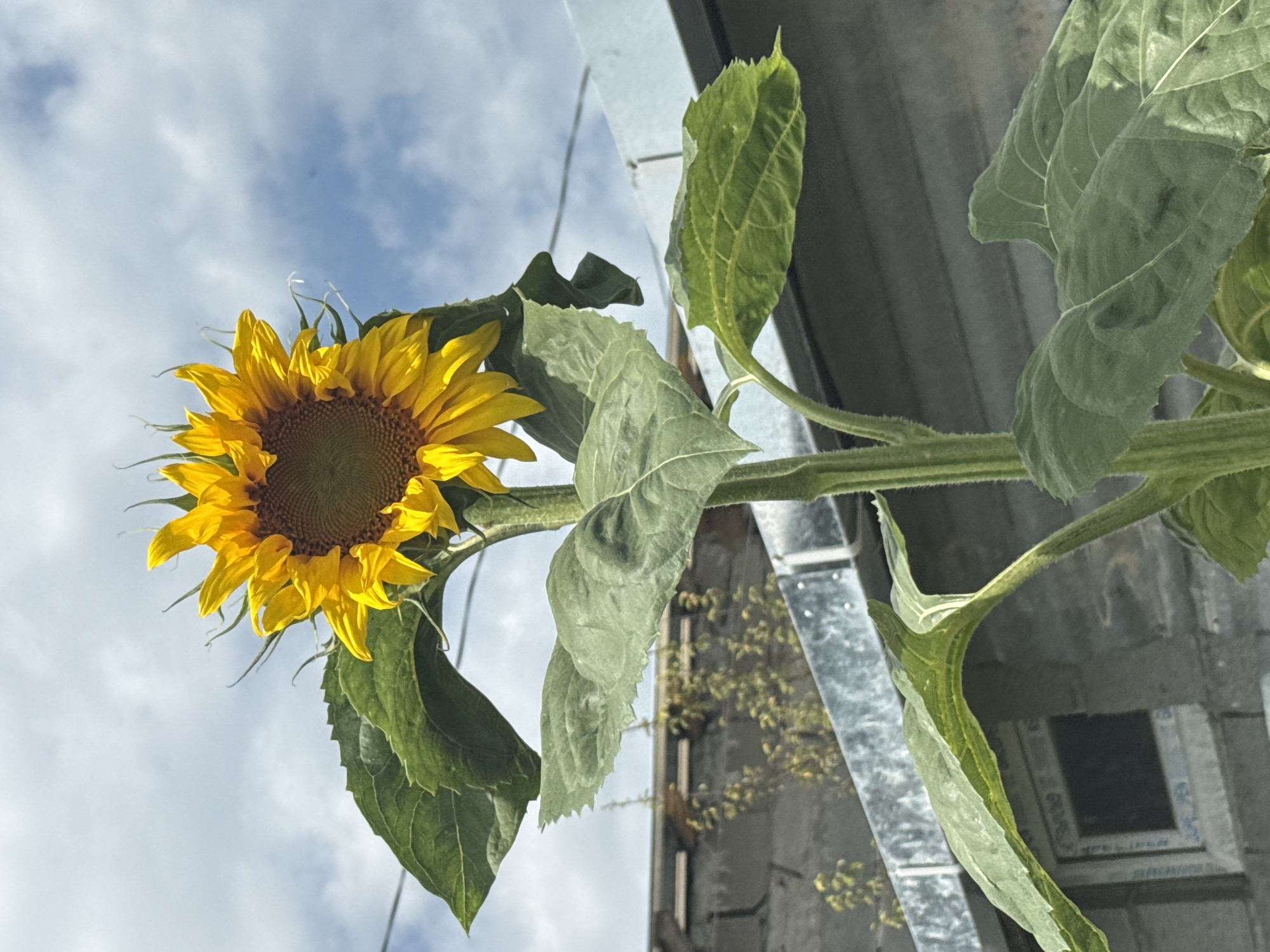 An extreme low-angle shot captures a single, towering sunflower with vibrant yellow petals against a cloudy blue sky. The sunflower's large, brown center is clearly visible. Its thick, fuzzy green stalk is adorned with broad, serrated green leaves. In the background, the edge of a building with a corrugated metal roof is visible, along with what appears to be a concrete structure and a small window. The image was taken in the city of Tbilisi, Georgia, suggesting an outdoor setting within an urban or suburban environment. There are no people or animals present in the frame.