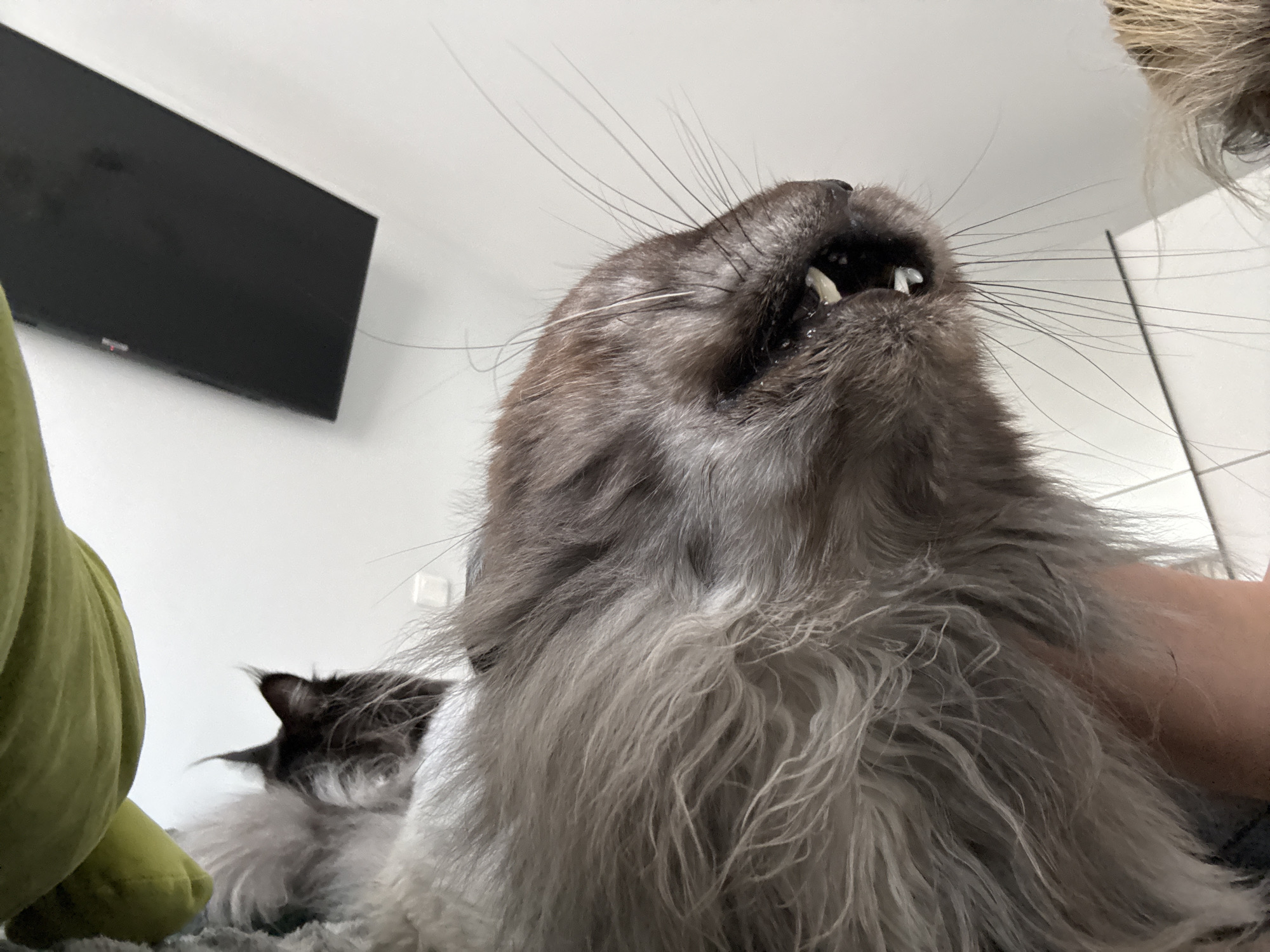 The image shows a close-up, low-angle view of a fluffy grey and brown cat held by a person, exposing the cat's teeth. Behind the primary cat, there's another cat laying down. In the background, one can see a black television mounted on a white wall and a green object, potentially a plush toy. The location of this scene is Unknown, Unknown.