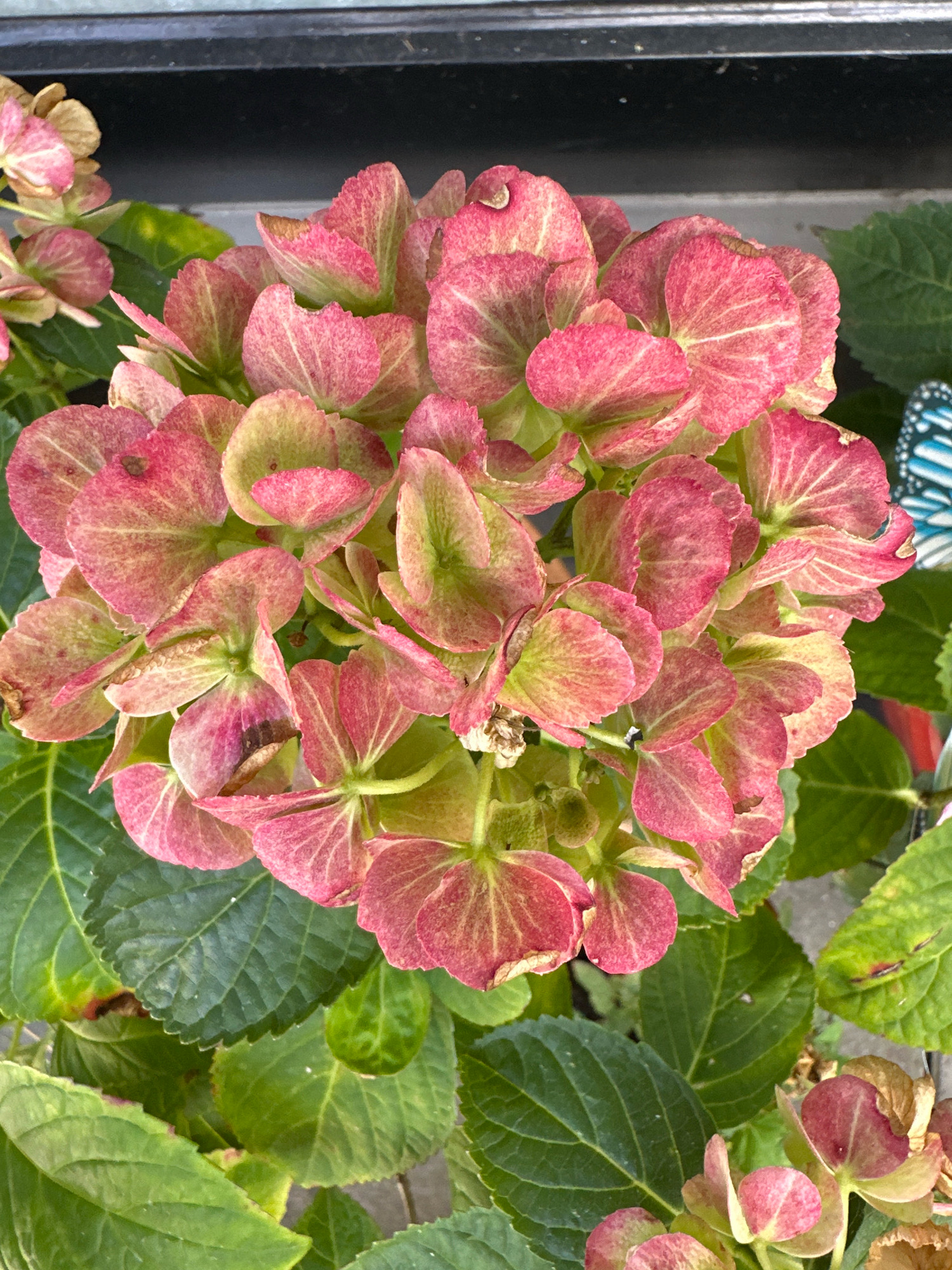 A close-up, overhead shot showcases a cluster of pink and green hydrangea blooms. The petals are tinged with red and yellow, with some showing signs of browning. Dark green leaves surround the flowers, some of which are also beginning to brown at the edges. In the background, a dark, horizontal line appears to be a ledge or a window frame. The lighting is natural, casting subtle shadows on the petals and leaves. The scene is devoid of human presence.