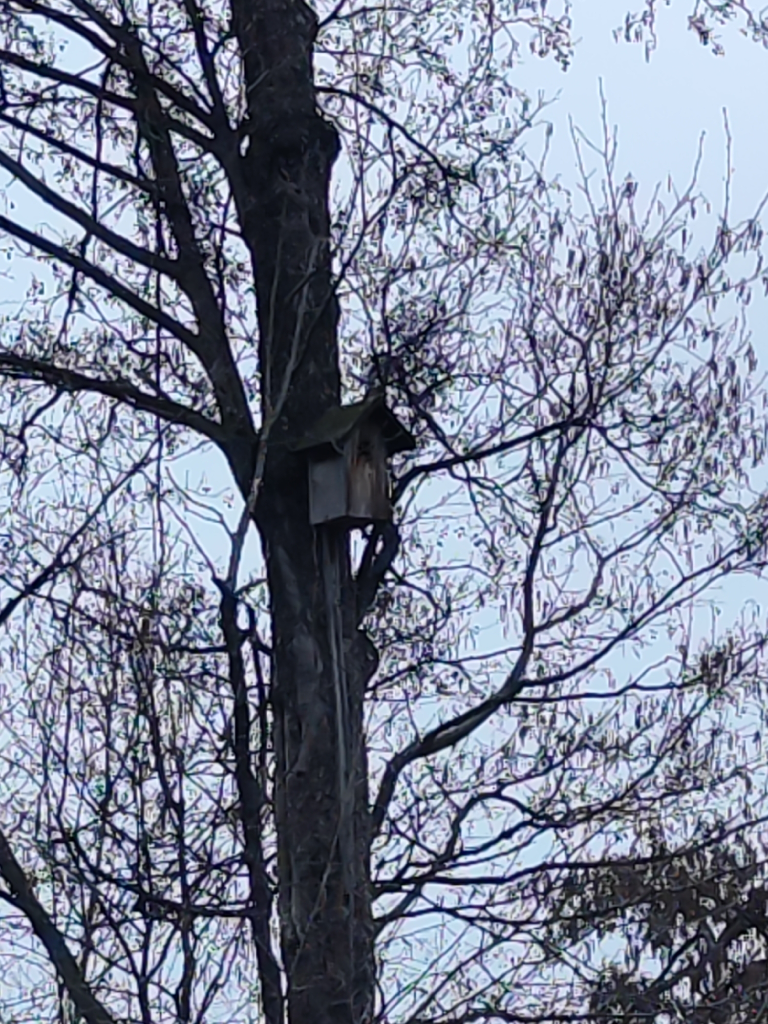 The image depicts a birdhouse mounted on a tree trunk in an outdoor setting. The tree is bare, with leafless branches extending in various directions. The sky is overcast, suggesting a cloudy day. There are no people visible. The birdhouse is wooden, and its design is simple. The location is presumed to be Chaikovsky, Russia, but this cannot be verified from the image alone.
