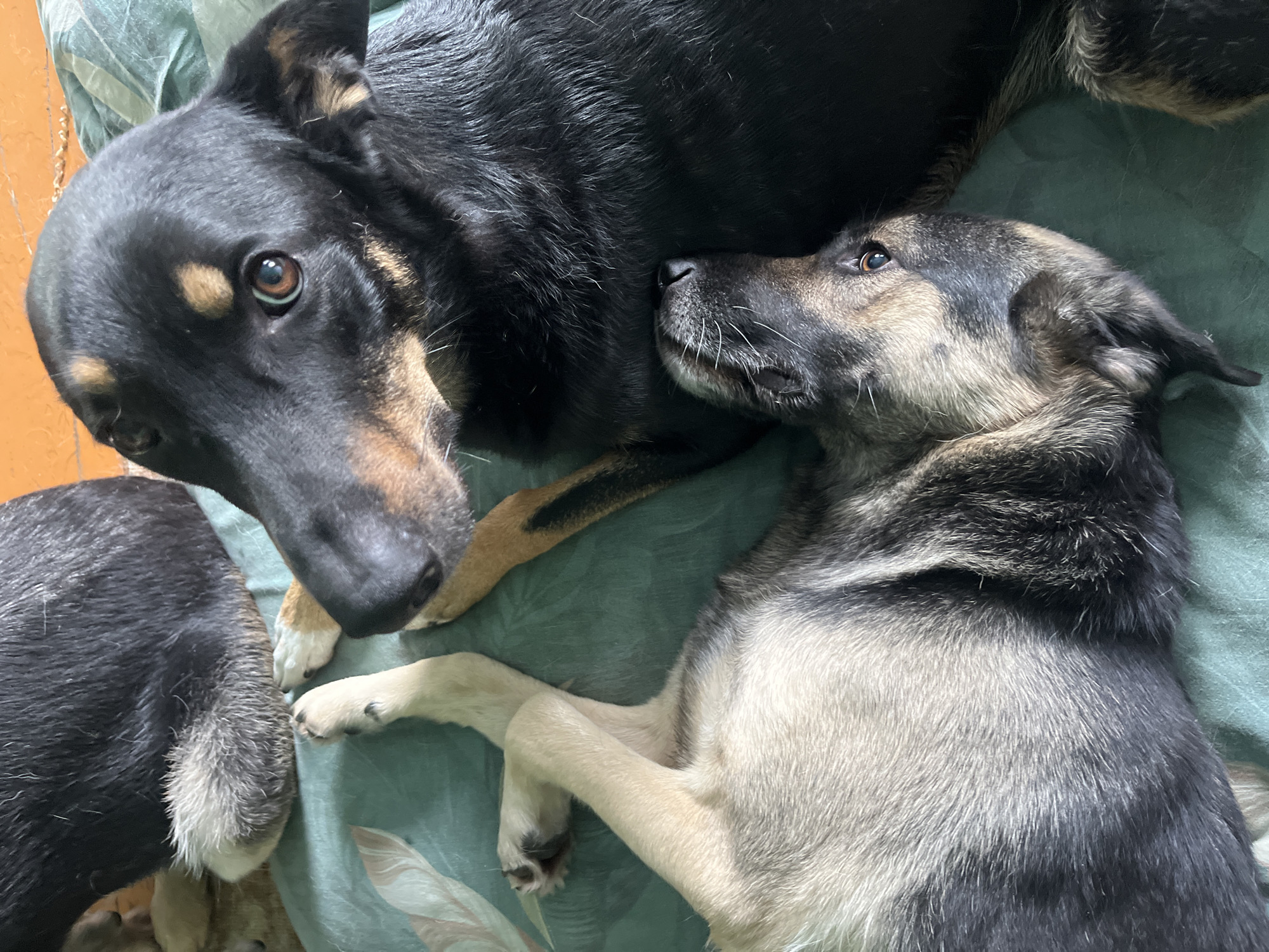 Two dogs are lying down on a green blanket. One dog, mostly black with tan markings, is looking up and to the left. The other dog, with tan and black fur, is lying on its back, looking up and to the right. The dogs are in close proximity to each other, with their bodies touching. The background is blurry, but appears to be an indoor setting with a tiled floor visible in the upper right corner. There are no people or specific landmarks visible in the image that would indicate its location within Nizhny Tagil, Russia.
