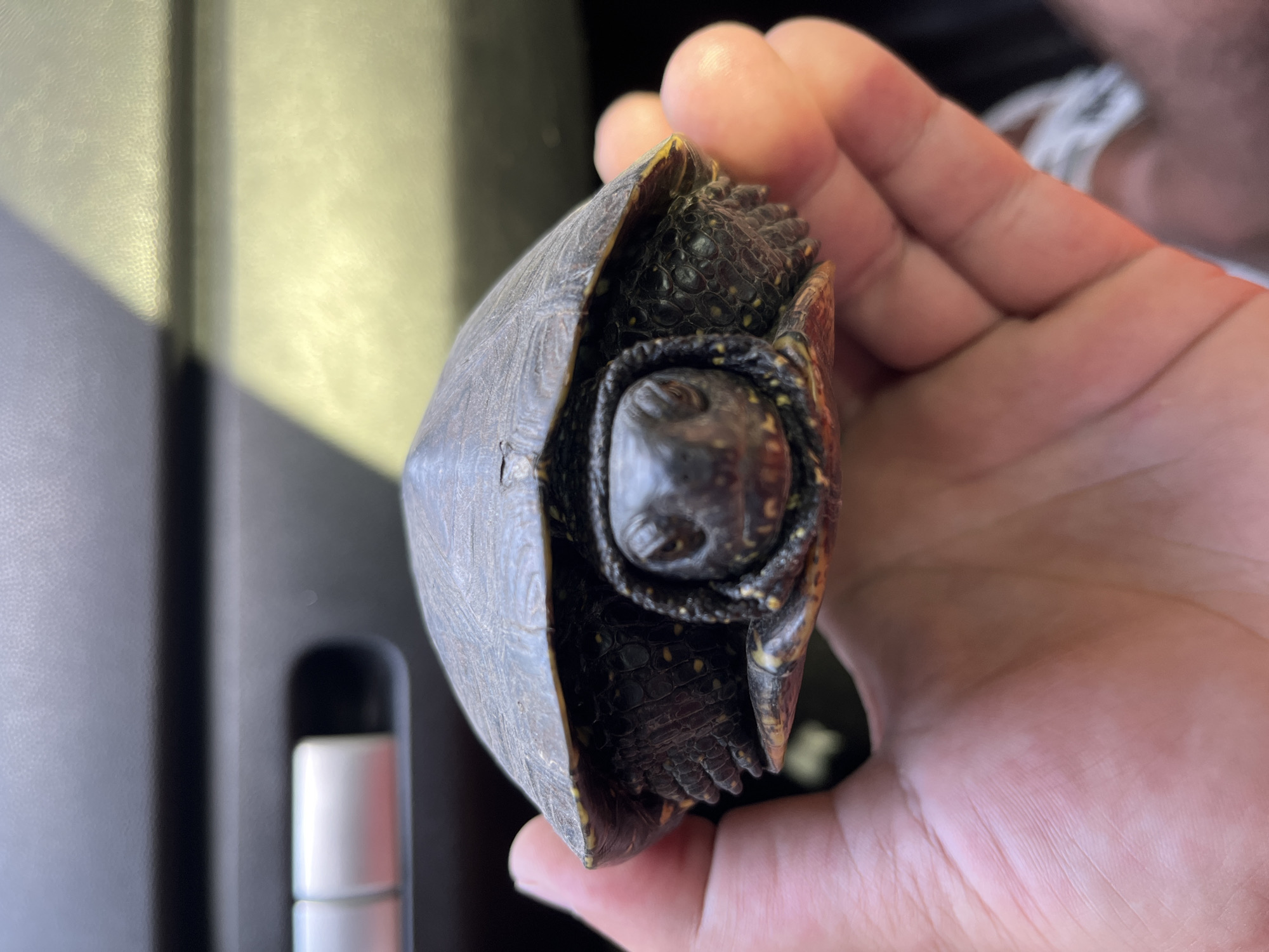A close-up shot shows a small turtle being held in a person's hand. The turtle, with its head partially retracted into its shell, has dark skin with yellow spots. Its shell is a dark gray-brown. The hand holding the turtle is light-skinned and is positioned in the foreground. In the background, a dark, textured surface, possibly a car's interior, is visible with some light-colored buttons or controls. The image appears to have been taken outdoors or in a well-lit environment, as indicated by the lighting on the turtle and the hand. The image does not contain any specific details that would allow for the identification of the city of Berdychiv, Ukraine.