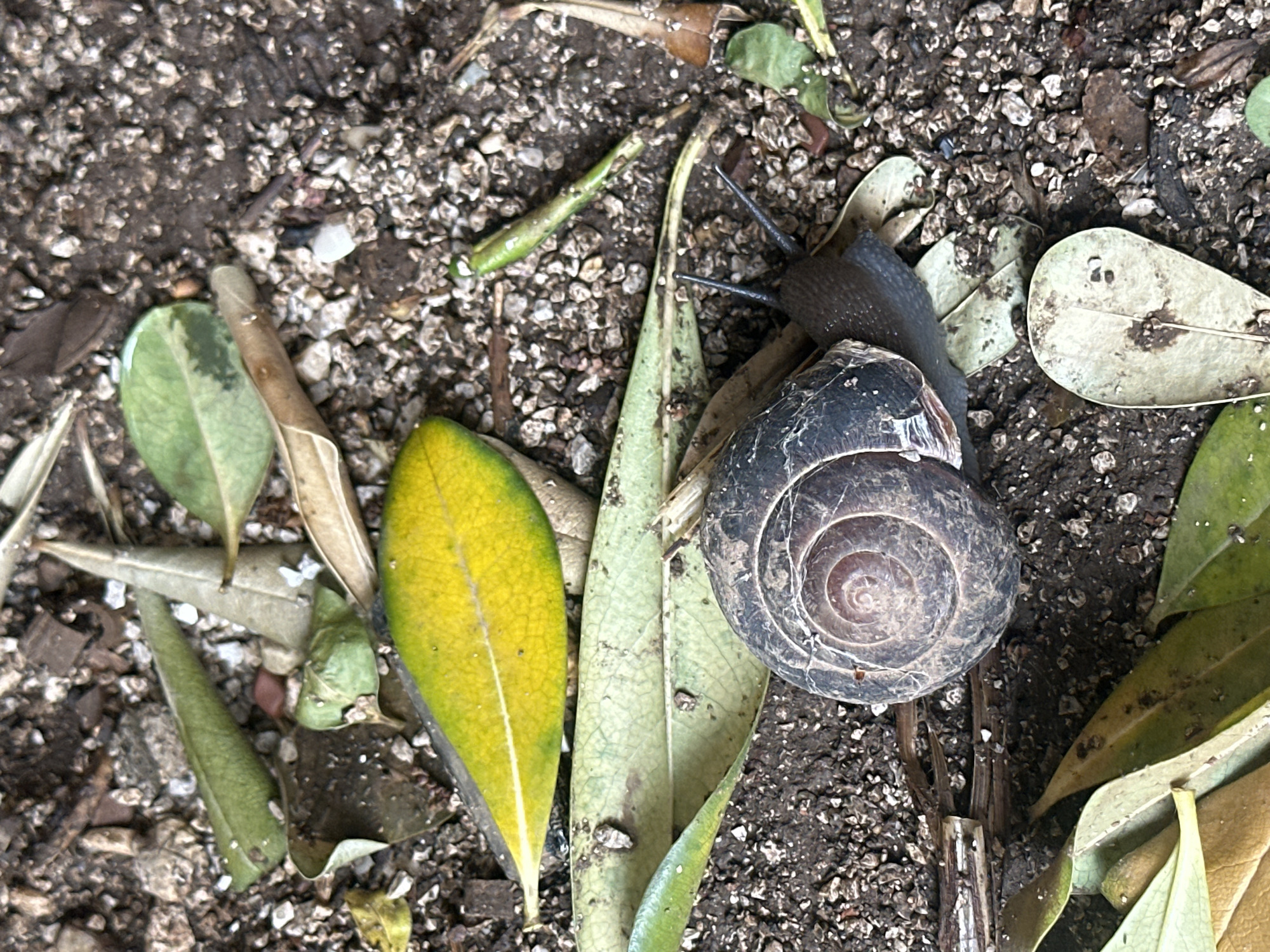 The image provides a close-up, top-down view of a dark-bodied snail positioned on gritty soil, surrounded by organic debris. The snail's shell is a prominent dark grey and brown, featuring a distinct spiral pattern. Its two eyestalks are extended, indicating it is alert or active. The ground consists of dark soil mixed with numerous small, light-colored pebbles or grit. Scattered across the scene are various leaves: some are vibrant green, others are yellowish-green, and several are dry and brown, suggesting different stages of decomposition. A notable bright yellow-green leaf lies to the left of the snail. Small twigs and fragments of plant matter are also visible on the soil surface. The scene depicts a natural, outdoor environment, likely a garden bed or forest floor. There is no visible text or identifiable location-specific cues within the image.