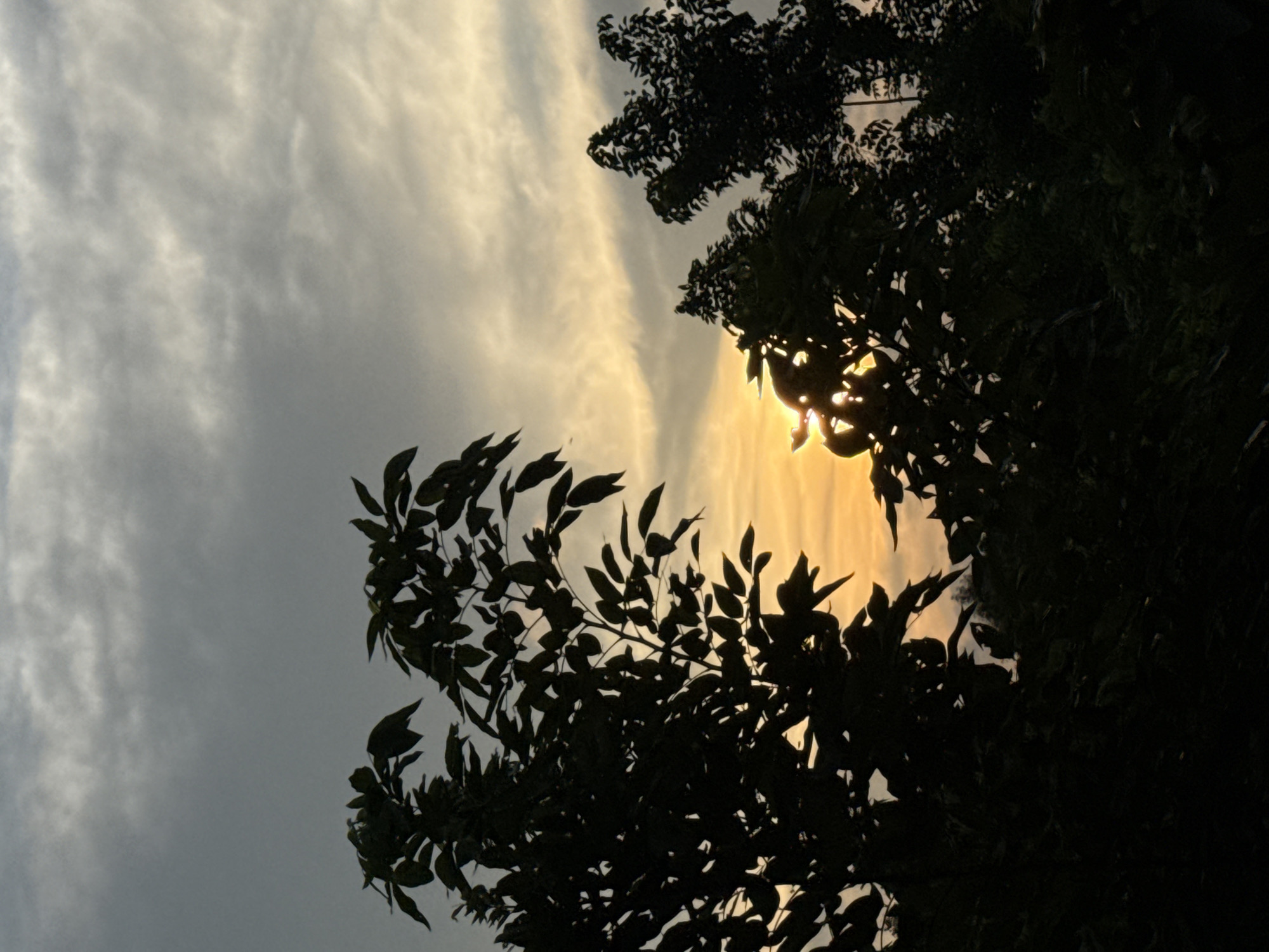 The image shows a silhouette of trees against a cloudy sky at sunset. The sun is peeking through the leaves of the trees on the left, casting a warm glow. The clouds are illuminated with shades of orange, yellow, and gray. The trees are dark and leafy, with branches extending upwards. The scene appears to be in a natural setting, possibly a park or a garden, within the city of Thuận An, Vietnam.