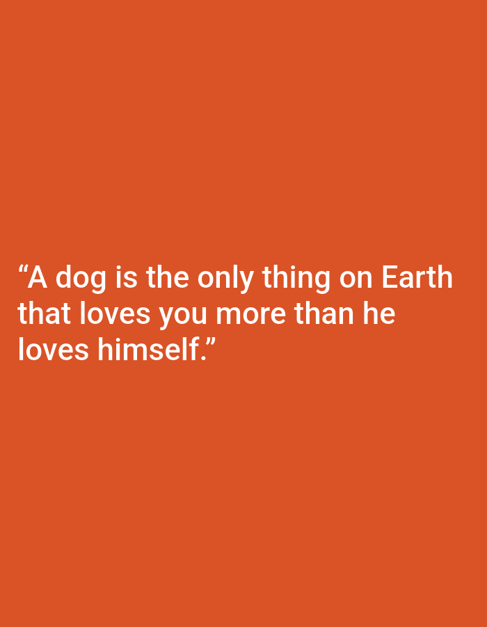 The image is a close-up, eye-level shot of a quote superimposed on a plain orange background. The quote, in white, sans-serif text, reads: "A dog is the only thing on Earth that loves you more than he loves himself." There are no people, animals, or discernible objects other than the text itself. The background is a solid, uniform orange color, with no discernible texture or features. There are no indications of the image being taken in Kępno, Poland, or any specific city.