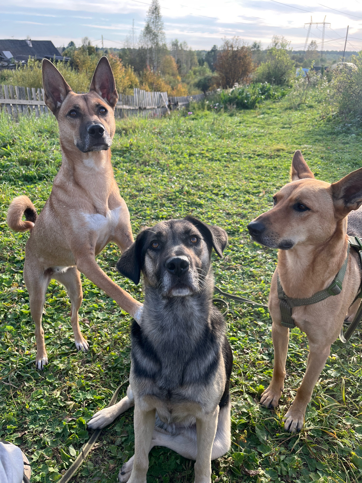 Three dogs are in a grassy outdoor area, possibly a yard or park. The dog in the foreground, facing the camera, is a medium-sized dog with gray and black fur, sitting on the grass. To the left and slightly behind this dog is a larger, tan-colored dog standing on its hind legs, with its front paws resting on the sitting dog. This standing dog is looking to its left. To the right of the sitting dog is another tan-colored dog, standing and looking to its left. The background shows a wooden fence, trees with autumn foliage, a house with a dark roof, and power lines against a partly cloudy sky. The overall environment suggests a rural or suburban setting.