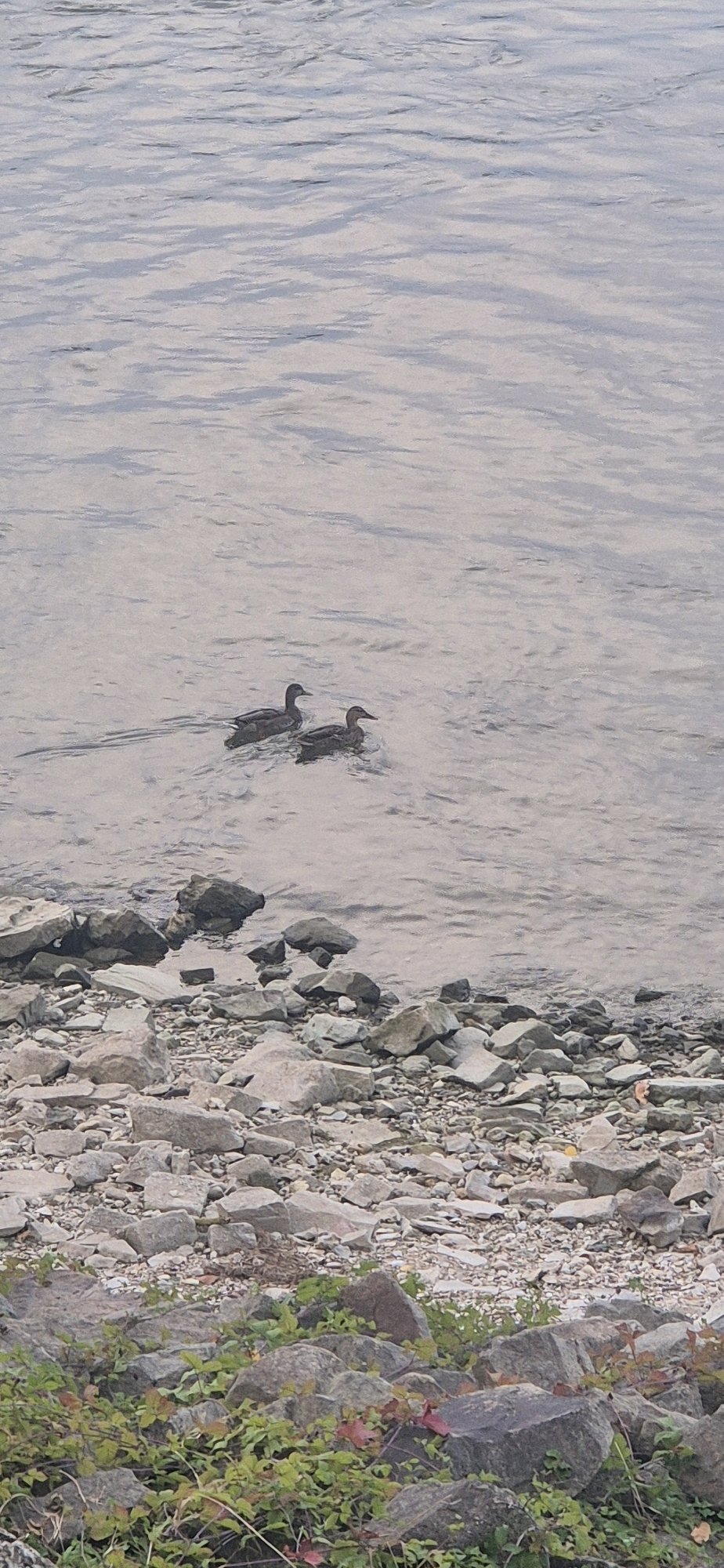 This image depicts a natural scene along the Rhine River in Mainz, Germany. In the water, two ducks are swimming. The foreground of the image shows a rocky shoreline with various sizes of stones and some low-lying green vegetation, interspersed with red leaves, indicating an autumn or late summer season. The water itself has a rippled surface, reflecting the overcast sky. The overall impression is one of a tranquil riverside environment.