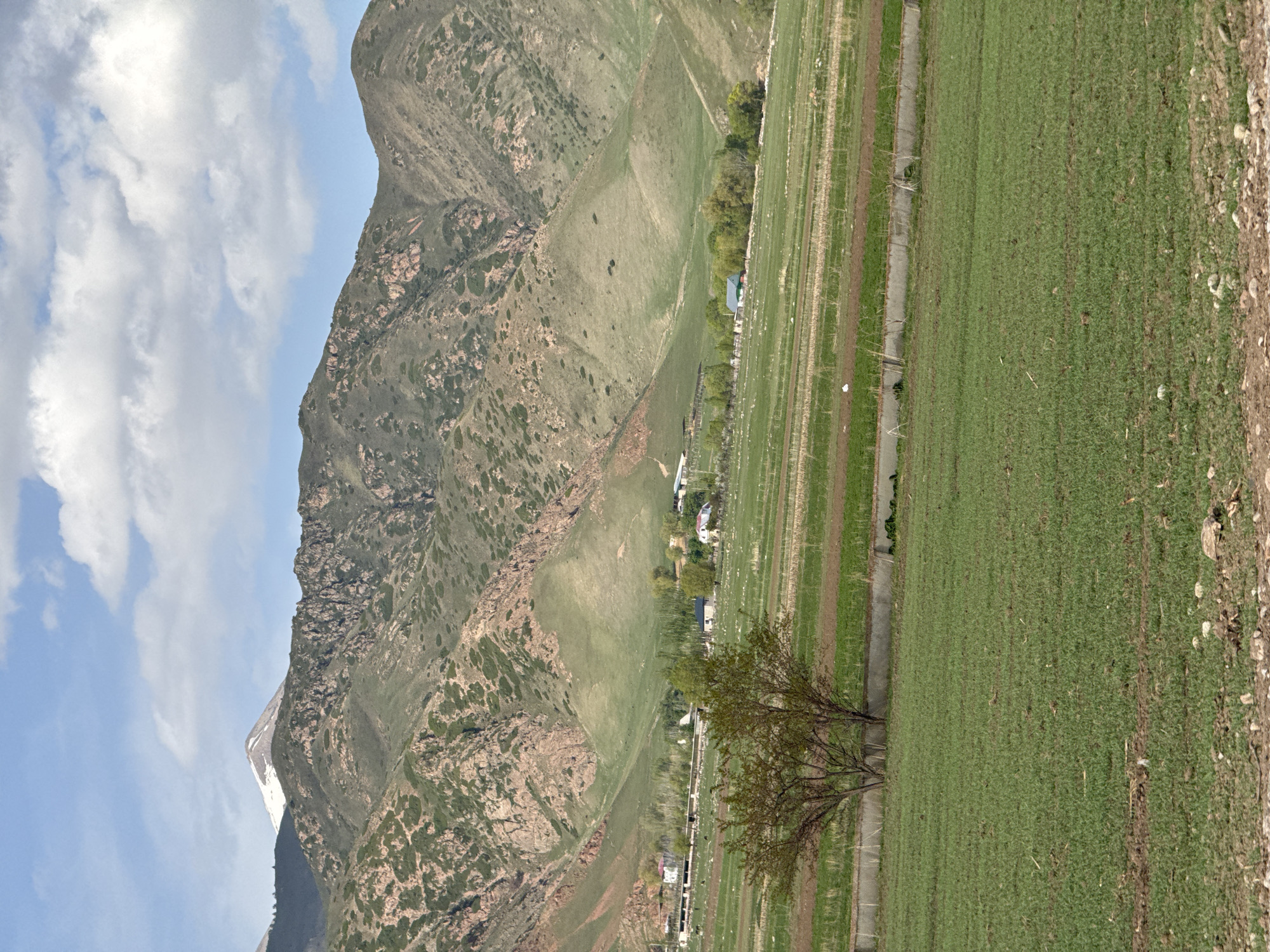 This landscape image depicts a serene mountainous and agricultural scene, likely in Balbay, Kyrgyzstan. The view is dominated by a rugged mountain range across the background, featuring steep, rocky slopes interspersed with patches of green and brown vegetation. To the left, a distant peak displays a prominent patch of white snow or ice, suggesting a higher elevation or cooler season remnants.
In the mid-ground, the foothills transition into a valley where several small, simple buildings with light-colored walls and dark roofs are scattered amongst clusters of trees, indicating a rural settlement or isolated farmsteads.
The foreground is characterized by vast, cultivated green fields, possibly young crops or pastures, laid out in distinct parallel sections. A narrow, unpaved road or dirt path runs alongside these fields, extending towards the distant mountains. A solitary deciduous tree with delicate, early foliage stands prominently in the mid-foreground, adding a focal point to the fields. A thin, grey channel, likely an irrigation ditch, is also visible within the cultivated land.
The sky is a bright, clear blue with scattered white, fluffy clouds, suggesting good weather conditions. The lighting indicates it is daytime, possibly morning or afternoon. There are no visible people, animals, or discernible text within the image. The overall impression is one of peaceful rural life nestled within a grand natural mountain environment.