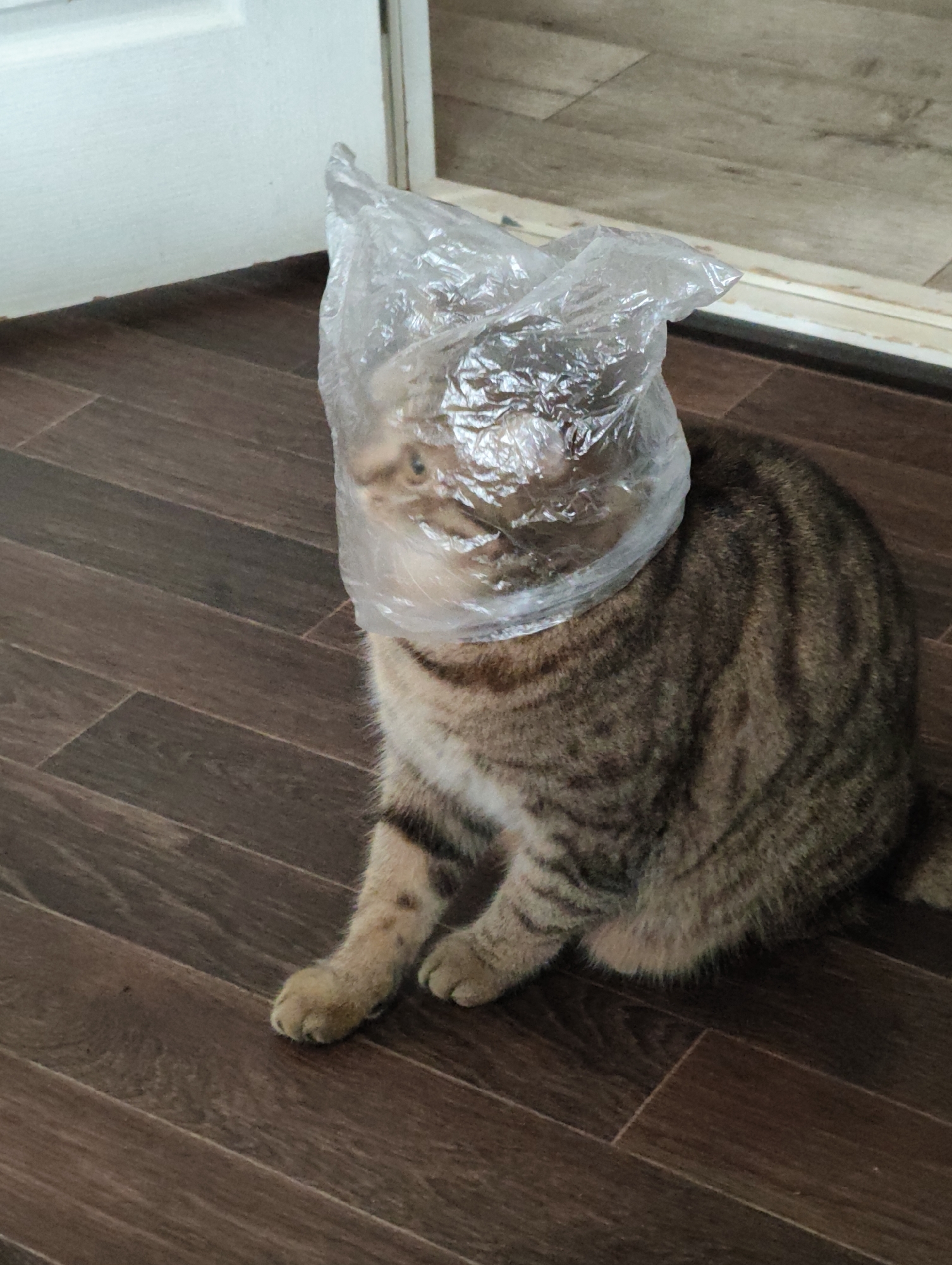 A tabby cat is sitting on a dark brown wooden floor with a clear plastic bag covering its head. The bag is crinkled and obscures most of the cat's face, though its eyes and part of its nose are visible through the plastic. The cat's body is facing towards the right of the frame, with its paws tucked underneath it. To the left of the cat, a white door frame and a section of a white door are visible. The scene appears to be indoors, likely in a residential setting within the city of Komsomolsk-on-Amur, Russia, given the flooring and door style which are common in the region.