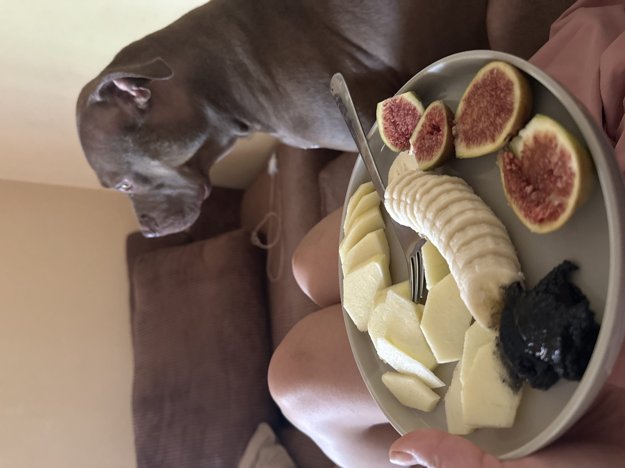 A person's legs are visible, suggesting they are sitting on a couch. In the foreground, a plate of fruit is held by a hand. The plate contains sliced apples, banana slices, halved figs, and a dark, paste-like substance. A fork rests on the plate. A brown dog is seated on the couch behind the plate, looking to the right. The background shows a wall and the back of the couch. The scene is indoors, likely a living room. The location is specified as Malevo, Bulgaria.