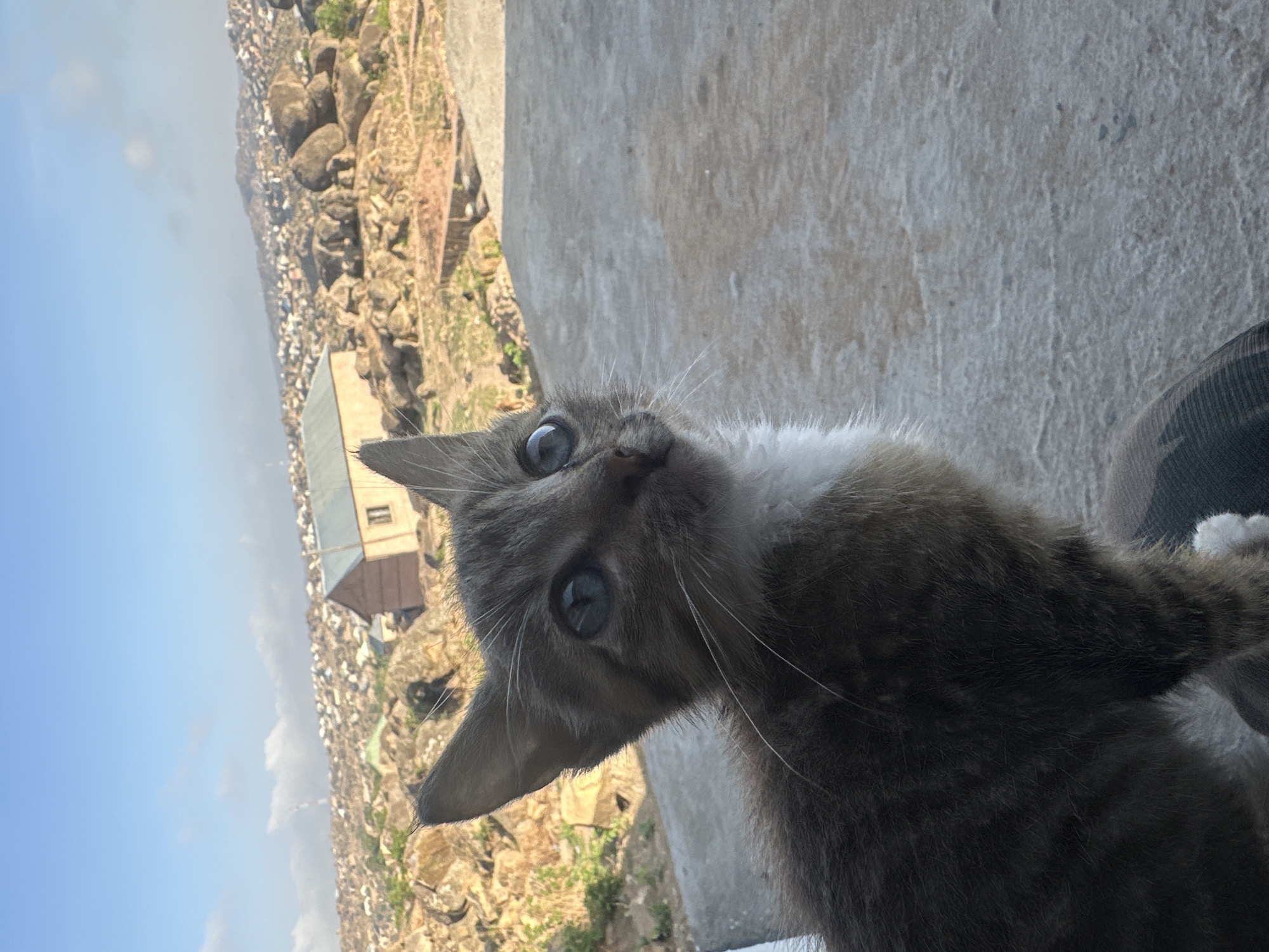 A grey tabby kitten with a white bib is tilted toward the camera with a curious expression. The kitten is positioned near a window or ledge. Outside the window, there is a densely populated urban area. The buildings appear to be constructed with basic materials. A pale-blue sky is visible above the cityscape. Based on known geographical factors, this urban area is situated within the city of Jos, Nigeria.