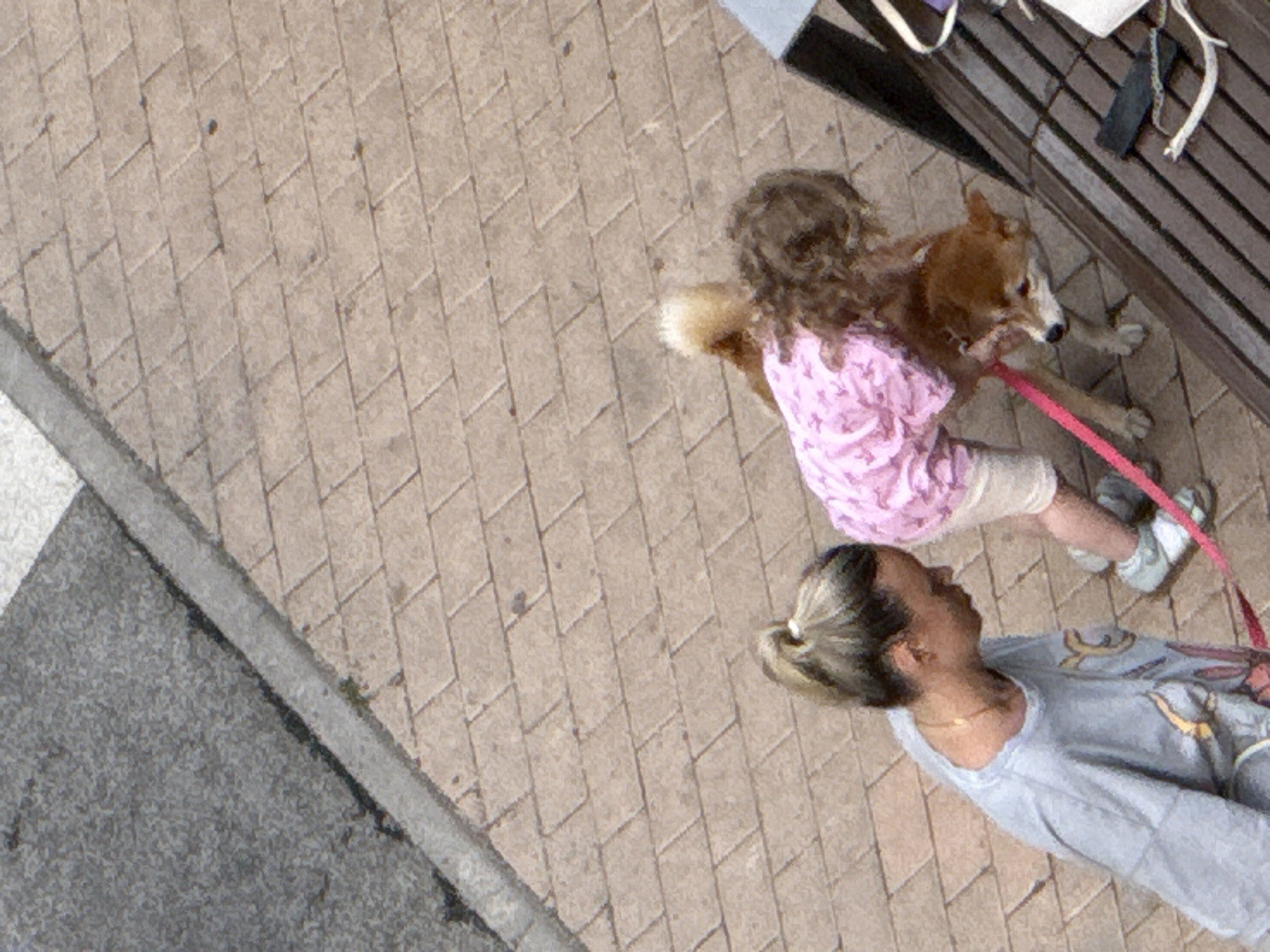 In a Moscow city park, a woman with her hair in a ponytail, wearing a grey t-shirt, walks with a young child and a Shiba Inu dog. The child, dressed in a pink patterned shirt and light-colored shorts, holds the dog's leash. The dog, a reddish-brown Shiba Inu, is wearing a collar. They are walking on a brick pathway, with a paved area to the left. A wooden bench is visible to the right of the frame. The lighting suggests it is daytime.
