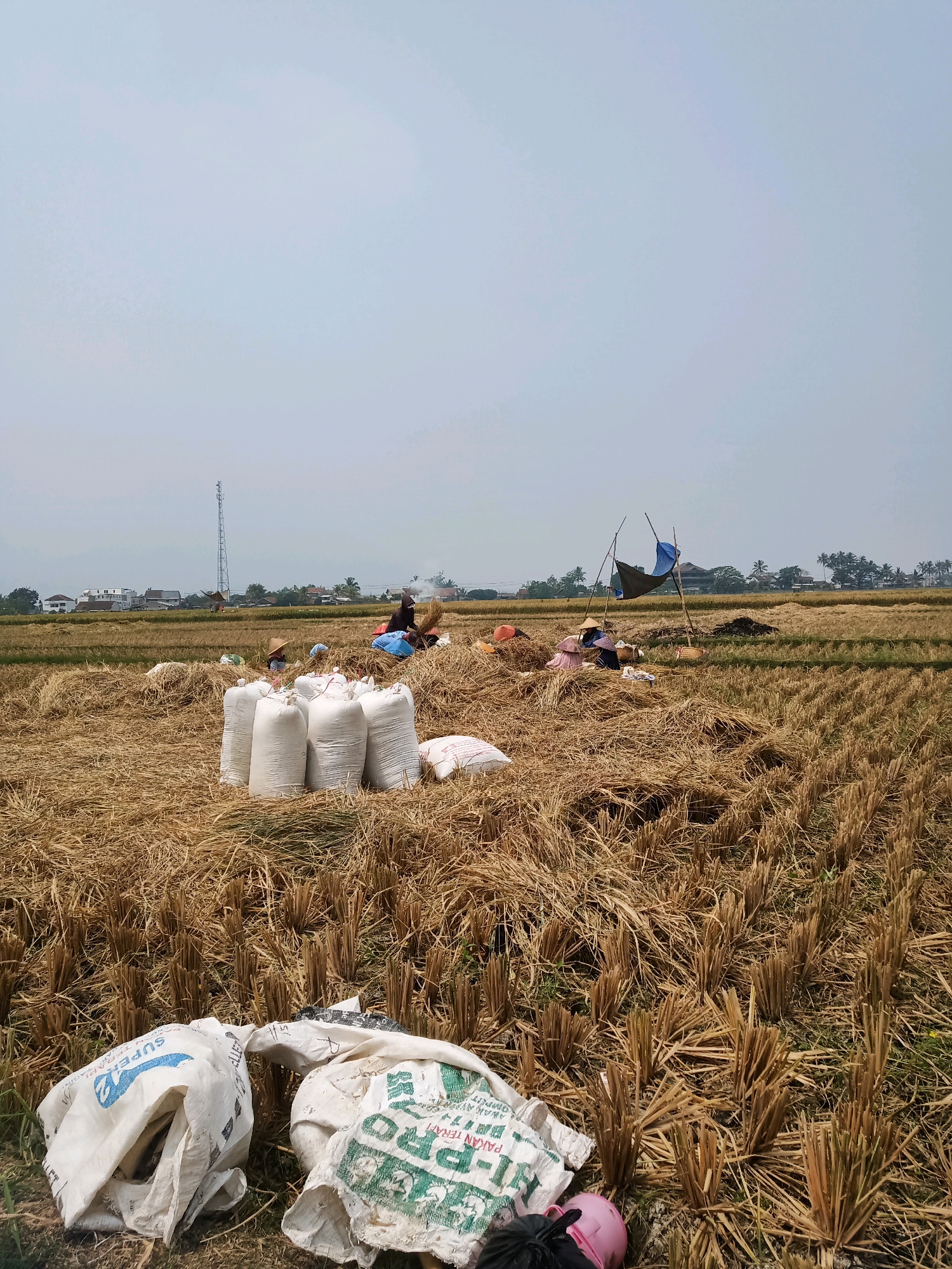 This image depicts a rural landscape in Garut, Indonesia, likely a rice paddy field after harvest. The ground is covered with dry straw and stubble, with rows of cut rice stalks. Several large, white sacks are piled up, some filled and others appearing partially empty. In the mid-ground, several individuals are engaged in work, dressed in simple clothing, with some wearing conical hats. They appear to be gathering or processing the harvested crop. One person is near a makeshift shelter with a dark tarp. In the background, a tall telecommunications tower stands prominently against a hazy sky, with a line of houses and trees suggesting a nearby village. The overall scene conveys a sense of agricultural labor in a countryside setting.