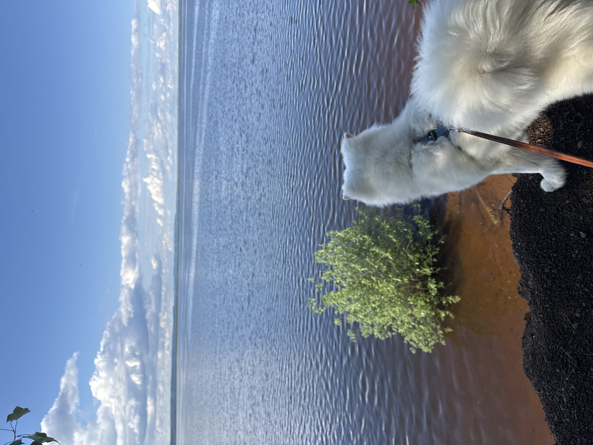 A fluffy white dog stands on the edge of a body of water. The leash is brown. The water appears to be calm and reflects the sky, which is blue with white clouds. A small bush grows near the shoreline. The ground where the dog stands appears to be a mix of dirt and gravel.
The location may be Chaikovsky, Russia, but without further information, this cannot be confirmed.
