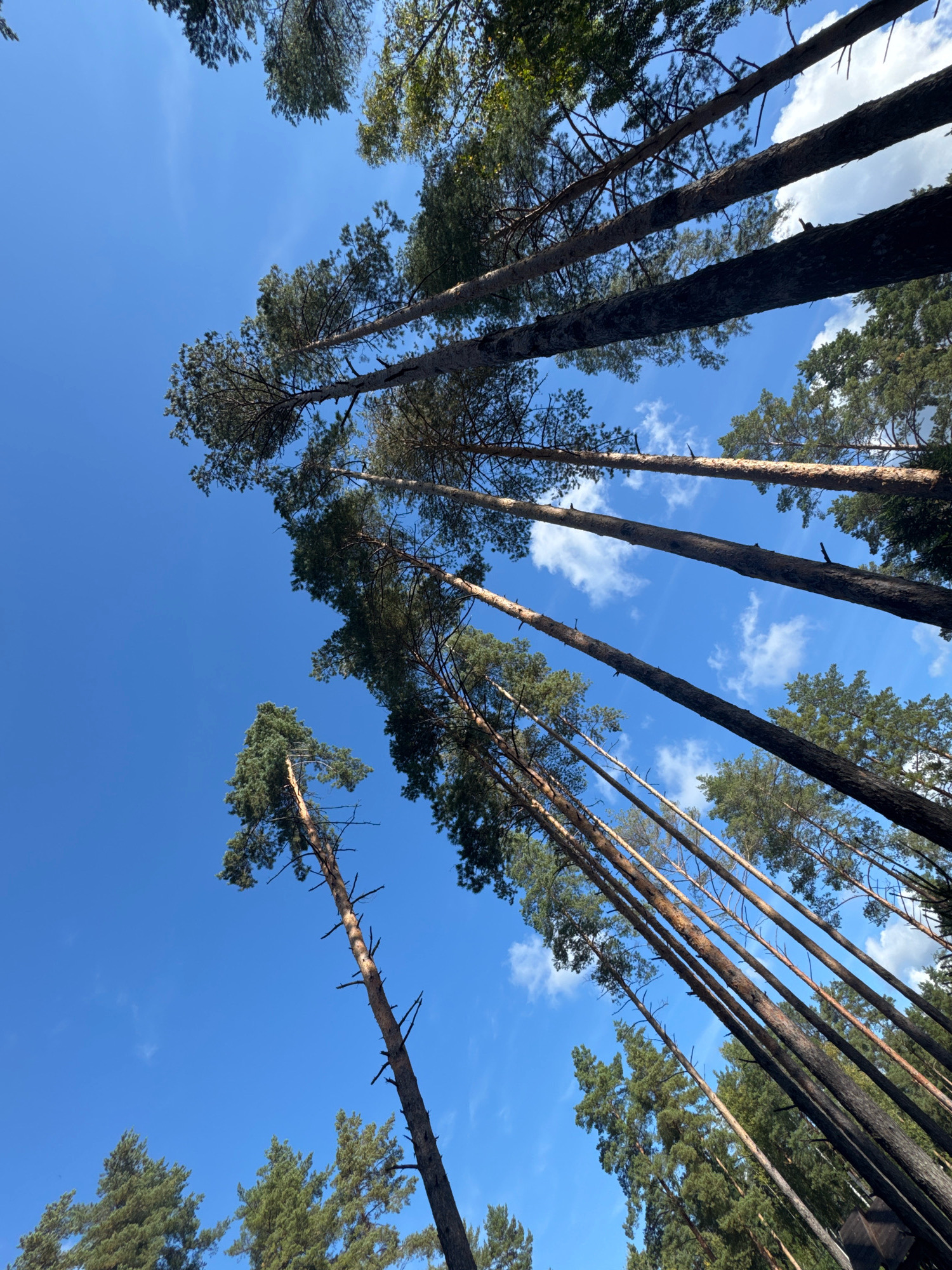 This is a low-angle, full-frame photograph looking up at a stand of tall pine trees against a bright blue sky with scattered white clouds. The trees are predominantly dark green with rough, textured bark. Their trunks are slender and reach high into the sky, with branches extending outwards. The image captures a sense of height and the dense canopy of the forest. The photograph does not show any people or specific landmarks that would indicate its location within the city of Arfa, Russia. The environment is natural, characteristic of a forest or woodland area.