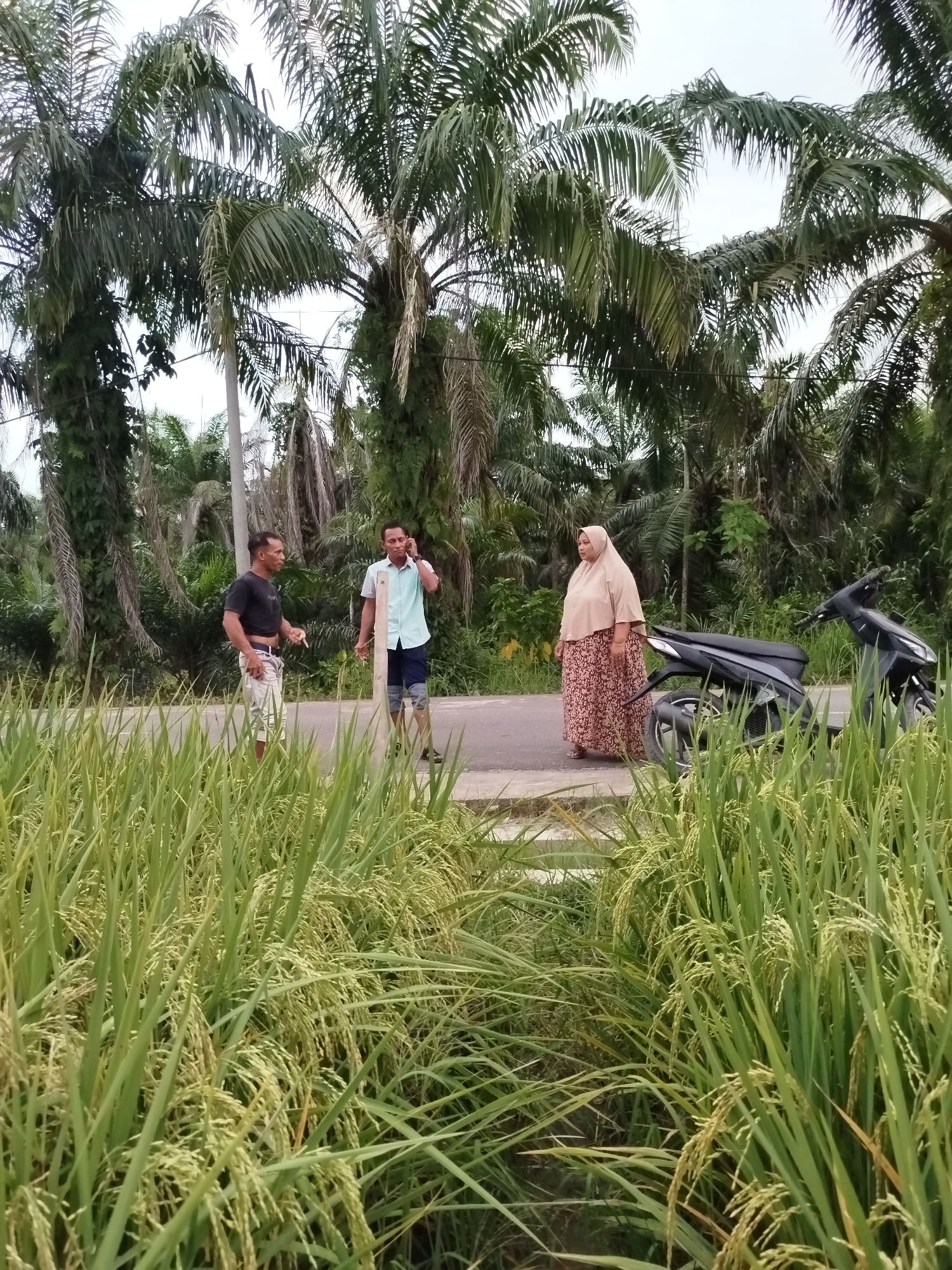 The image depicts a scene in Tanjonghajimuda, Indonesia, featuring three people standing on a paved road. A woman wearing a hijab and a long floral skirt stands to the right, next to a parked black motorcycle. Two men are standing closer to the center of the road, one wearing a black t-shirt and light-colored shorts, and the other wearing a light blue shirt and dark shorts; the second man is holding a white object to his ear. Tall palm trees are visible in the background. In the foreground, there is a lush rice paddy field.