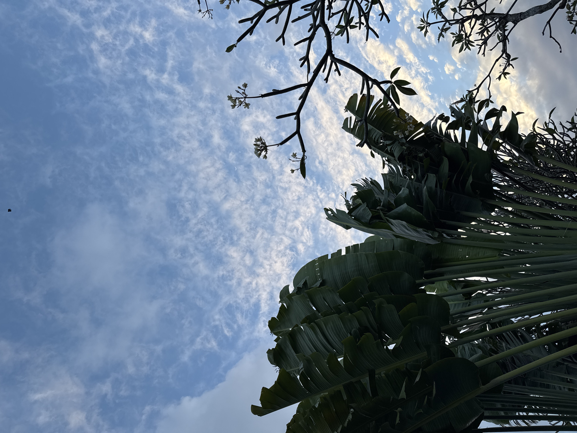 The image shows a low-angle view of lush green palm fronds and bare branches of a tree against a sky filled with wispy white clouds. In the upper left quadrant, a small, dark bird is visible in flight. The scene suggests an outdoor environment, possibly a garden or park. The time of day appears to be either early morning or late afternoon, indicated by the soft lighting and the appearance of clouds. The overall impression is one of natural beauty and tranquility. This scene could be found in various locations in Denpasar, Indonesia, given its tropical climate which supports such vegetation.