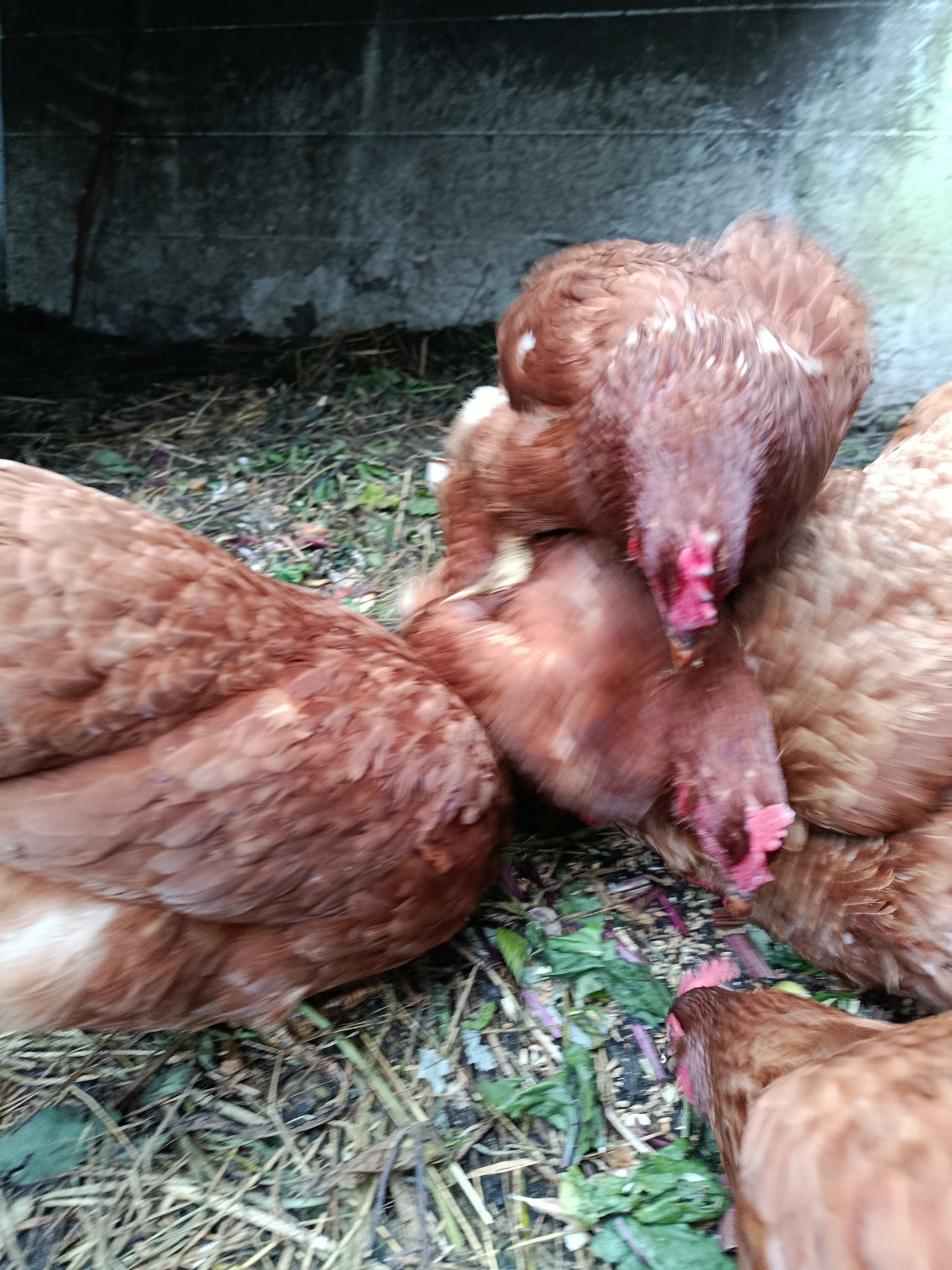 A flock of brown chickens are gathered on a dirt and straw-covered ground. Several chickens are visible, with their heads down, pecking at food scattered on the ground, which includes green leafy matter and seeds. The chickens have brown and reddish-brown feathers, with some white accents on their wings. Behind the chickens is a rough concrete wall, which appears to be part of an enclosure or structure. The lighting suggests an outdoor setting, possibly during the daytime. The image does not provide specific information to determine the precise location within the city of Верея, Russia.