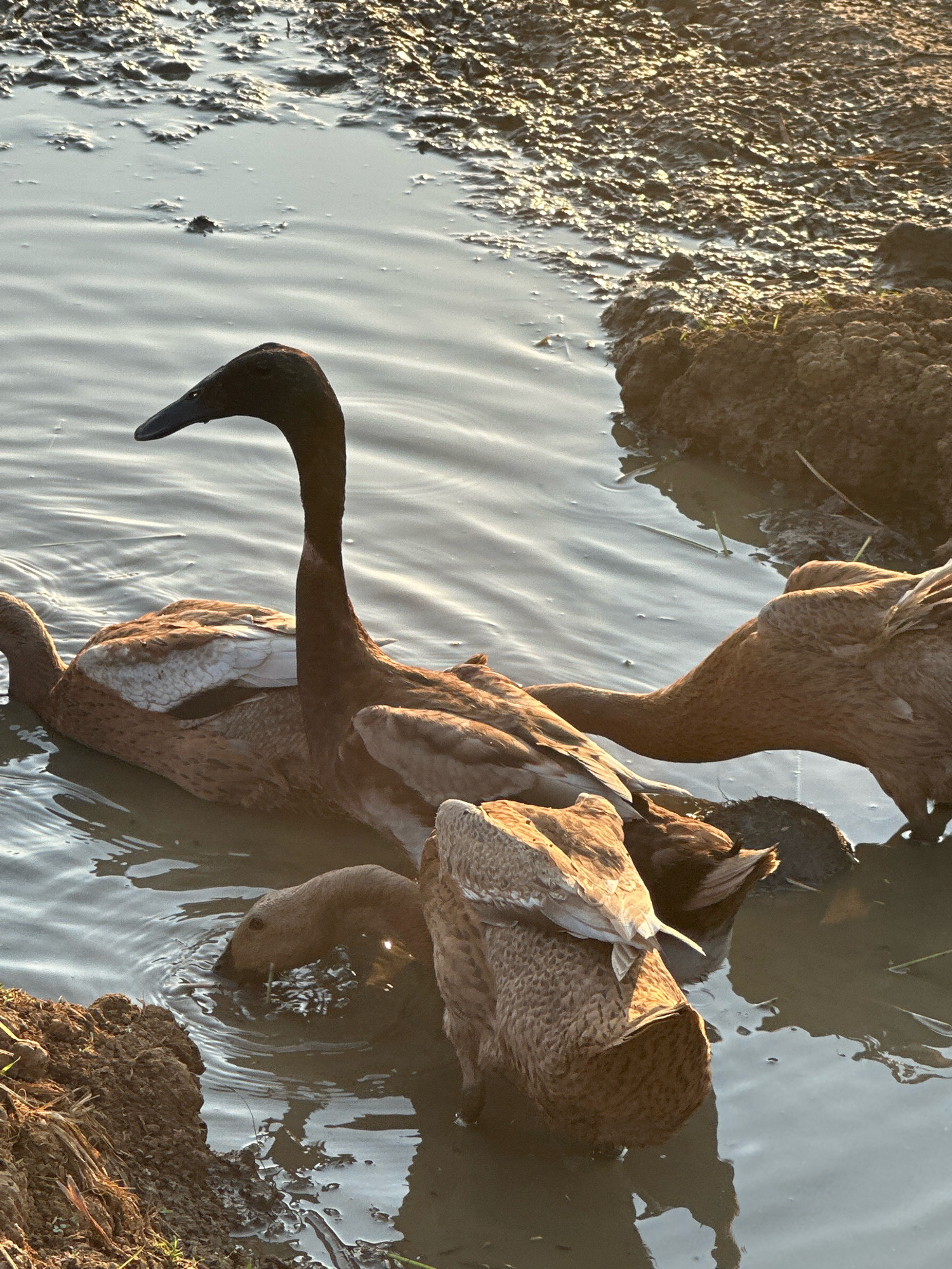 A group of brown ducks are in shallow, muddy water, possibly a rice paddy or natural wetland. The water reflects the sunlight, creating shimmering patterns. The ducks are of varying sizes and are engaged in typical duck behavior such as foraging in the water and resting. The background consists of muddy banks with some vegetation. The overall setting suggests a rural or natural environment.