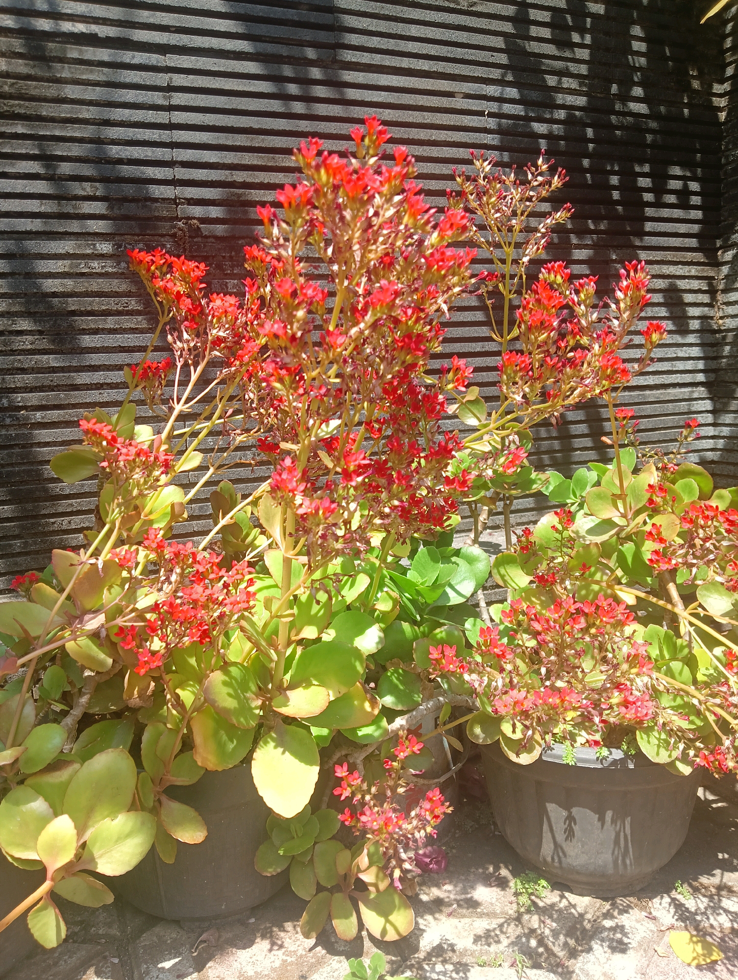 In Kromengan, Indonesia, a sunlit outdoor scene features a black tiled wall with horizontal grooves as a backdrop. In the foreground, several potted plants with fleshy, light green leaves and clusters of small red flowers are arranged. The plants are in dark gray pots. The ground beneath the pots is paved with rough-textured stones, and dappled sunlight creates shadows from the plants and the wall. The overall impression is of a well-maintained garden area.