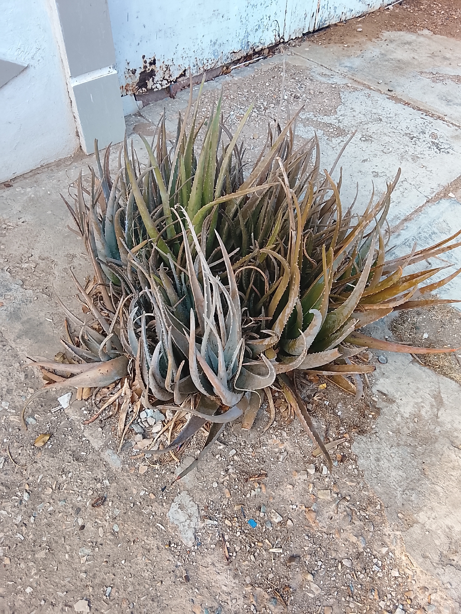 This media file captures an outdoor scene in Juan Griego, Venezuela, centered on a large, dense cluster of succulent plants, identifiable as aloe vera or a similar species. The plants appear overgrown and stressed, with numerous long, spiky leaves displaying varying shades of green, brown, and yellow. Many of the outer and lower leaves are dried, shriveled, and discolored, indicating drought or neglect, while some central leaves retain a healthier green hue.
The plants are rooted in a patch of dry, loose dirt mixed with small pebbles and gravel. This ground area is bordered by a light-colored concrete surface, which shows signs of wear and age. In the background, there is a light-colored building wall, possibly painted a faded white or light blue. This wall exhibits considerable deterioration, with extensive peeling paint and prominent rust stains spreading upwards from its base, suggesting an older structure. A small, dark insect, possibly a beetle, is visible on the dirt near the base of the plants.
No people are present, and no explicit activity is taking place; the image is a static snapshot of the environment. The lighting suggests daytime, with soft shadows indicating either early morning or late afternoon. There is no visible text. The overall scene conveys a sense of arid conditions and an aged, possibly neglected, outdoor area.