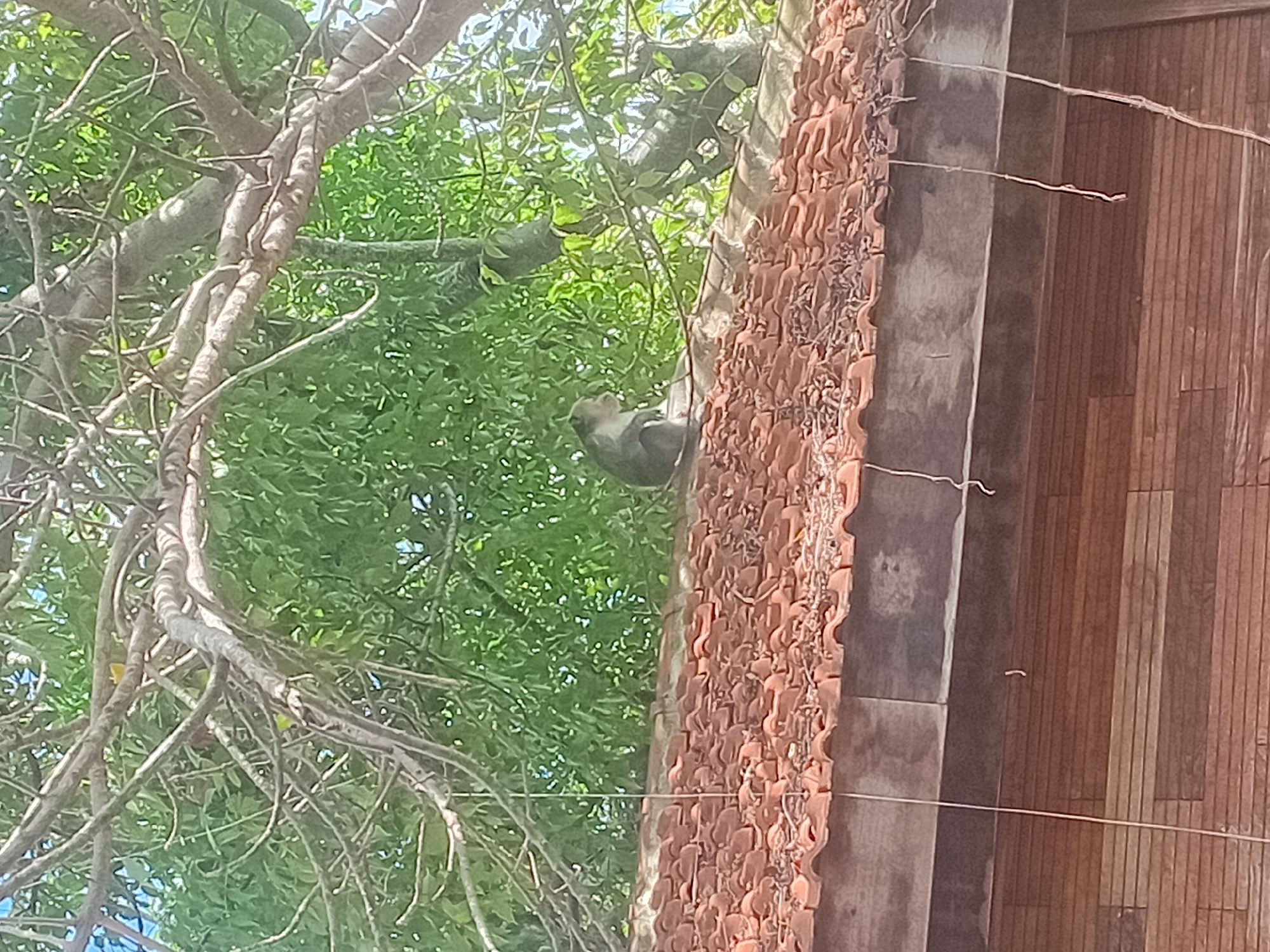 A monkey sits on a red-tiled roof in Kuta Selatan, Indonesia. The monkey is gray with lighter fur on its chest and face. It is facing to the left, with its body hunched over. The roof is sloped and covered in many terracotta tiles, some of which appear worn or damaged. Behind the roof, a dense green foliage of trees is visible, with sunlight filtering through the leaves, suggesting a bright, sunny day. The bottom of the image shows a wooden wall made of horizontal planks. The scene appears to be outdoors, possibly in a residential or tourist area given the architecture.