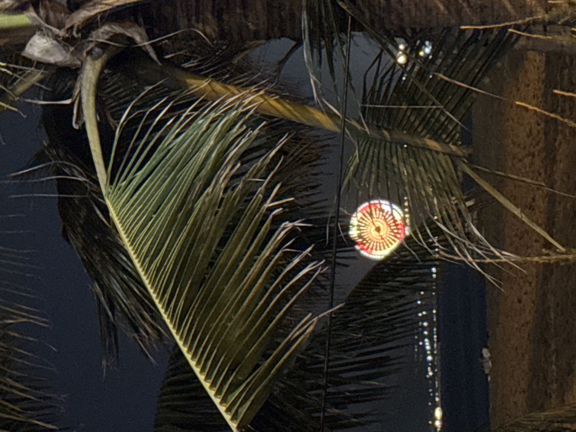 This nighttime photograph captures a close-up view of palm fronds in the foreground, partially obscuring a decorative, circular light fixture. The light, with its intricate pattern of red, white, and yellow spokes, appears to be suspended or mounted within the foliage. Beyond the palm trees, a dark body of water, likely the sea, is visible, with a distant shoreline dotted with numerous small lights, suggesting a cityscape or town. The ground in the immediate foreground is sandy, indicative of a beach. The overall atmosphere is dark and illuminated by artificial lights. This scene is consistent with a location along the beachfront of Nha Trang, Vietnam, known for its palm-lined beaches and vibrant nighttime views of the city lights. No people or specific actions are discernible in the image.