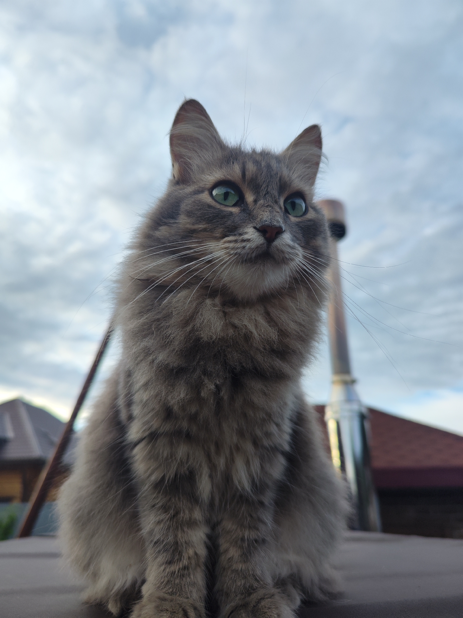 A low-angle, medium shot captures a fluffy, grey tabby cat sitting outdoors on a dark surface, possibly a roof, with a cloudy sky in the background. The cat's large, green eyes are wide and alert, and its gaze is directed upwards and to the right, suggesting it is observing something off-camera. Long white whiskers fan out from its muzzle. The cat has pointed ears, and a few stray hairs are visible on its head and around its face, adding to its fluffy appearance. In the background, out of focus, are the reddish-brown roofs of houses, some with darker trim, and a tall, silver metallic chimney or pipe. A thin, dark pole or wire is visible on the left side of the frame. The cloudy sky suggests it is daytime, possibly late afternoon or evening. The overall impression is of a curious and observant feline in a semi-urban or rural setting. The location context is Chaikovsky, Russia. There is no visible text in the image.