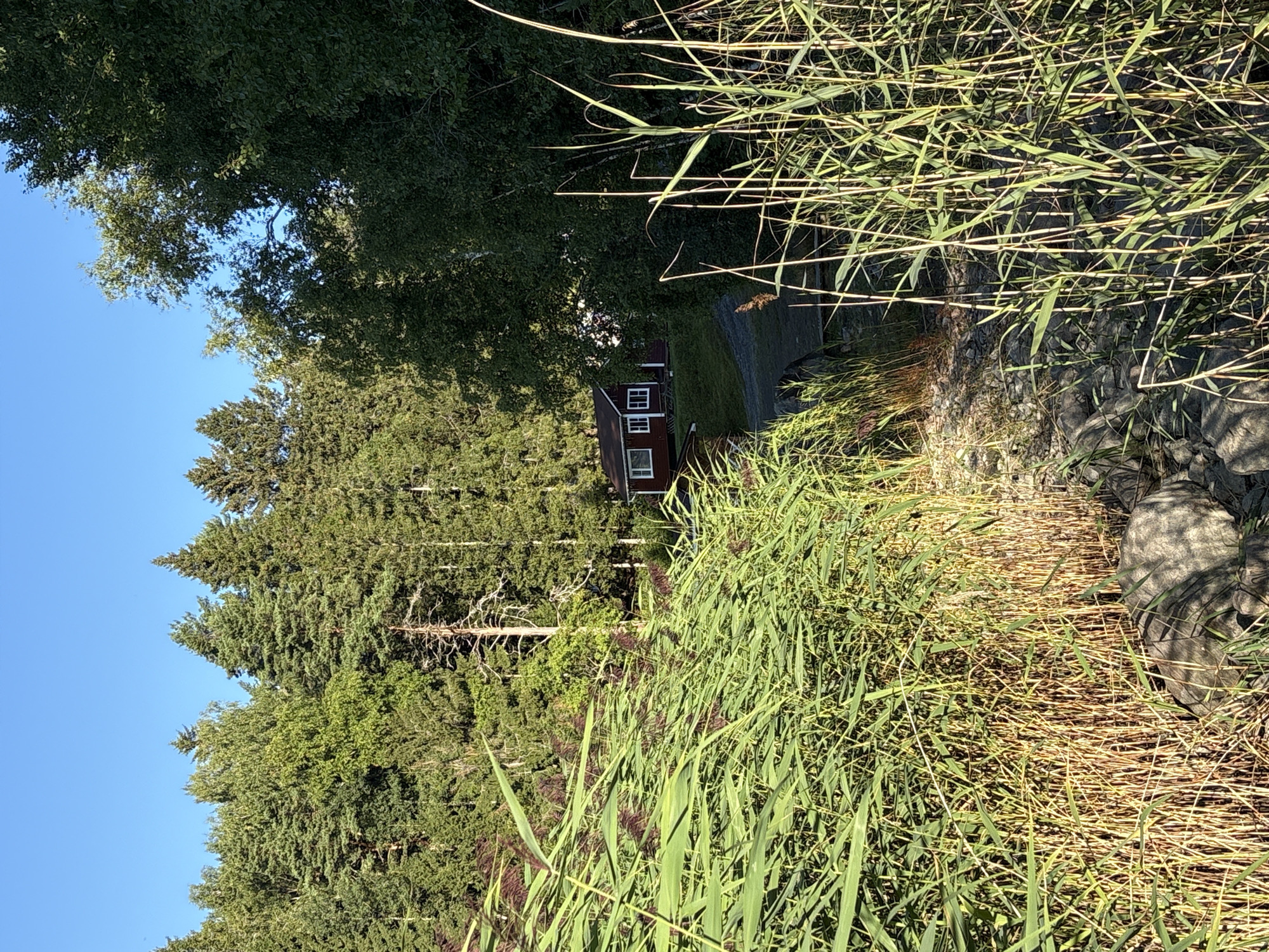 The image depicts a serene natural landscape with a red house nestled amongst tall green trees. In the foreground, lush green reeds sway gently, creating a sense of depth and privacy. The sky above is a clear, vibrant blue, suggesting a bright and sunny day. The scene is tranquil and picturesque, evoking a feeling of peace and quiet. It's impossible to ascertain the precise location within Rautalakhti, Russia, from the image alone, as there are no identifiable landmarks or signs.